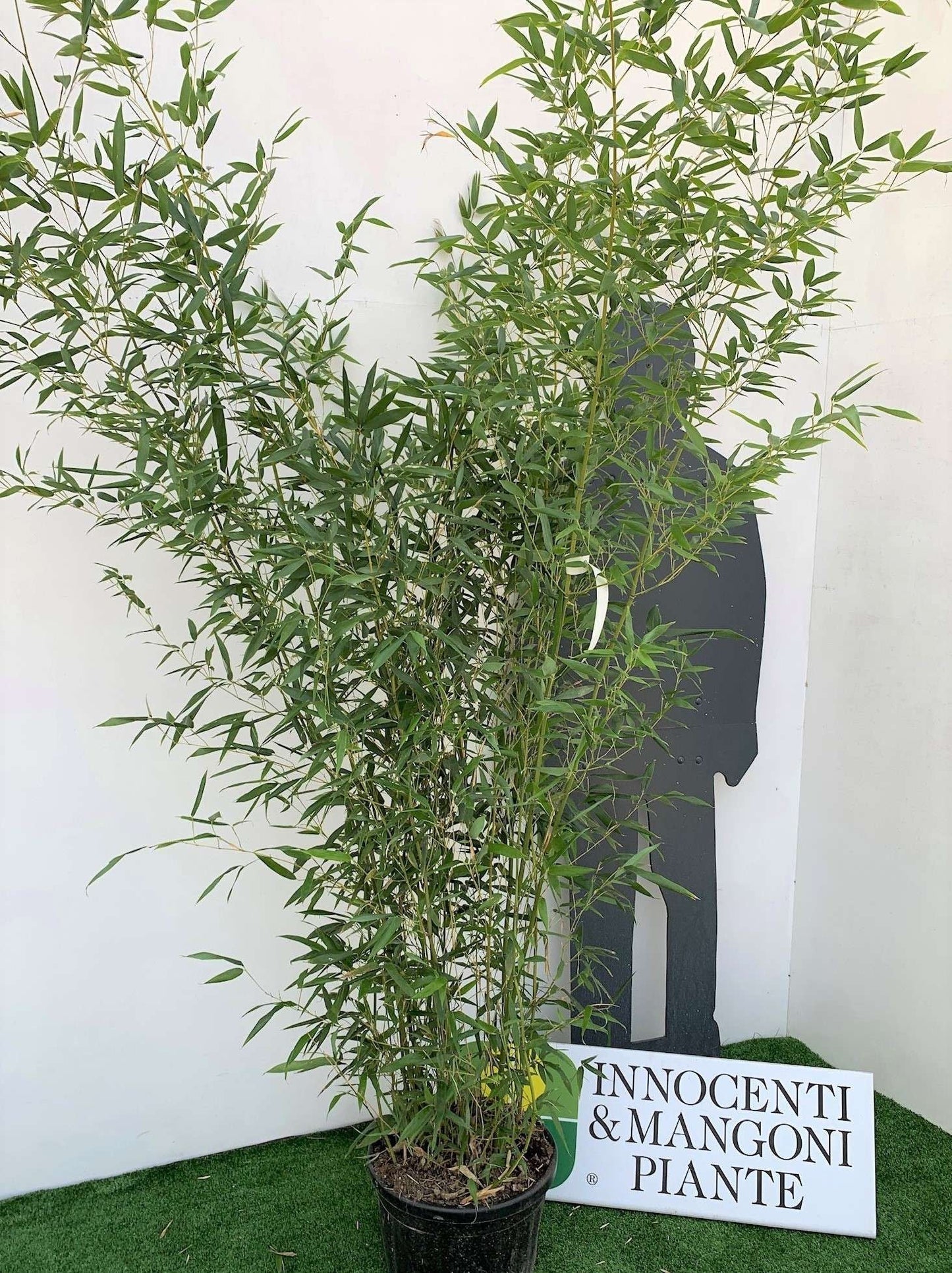BAMBUSA Phyllostachys mitis
