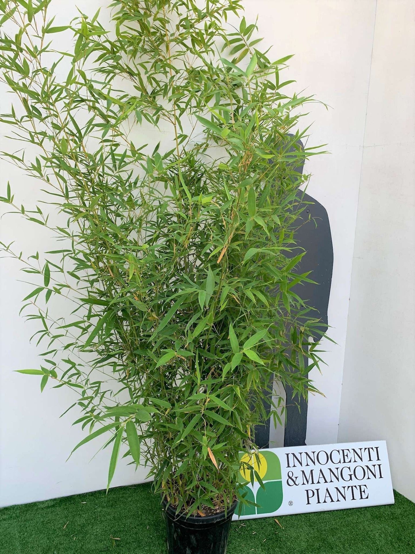 BAMBUSA Phyllostachys aureosulcata 'Aureocaulis'