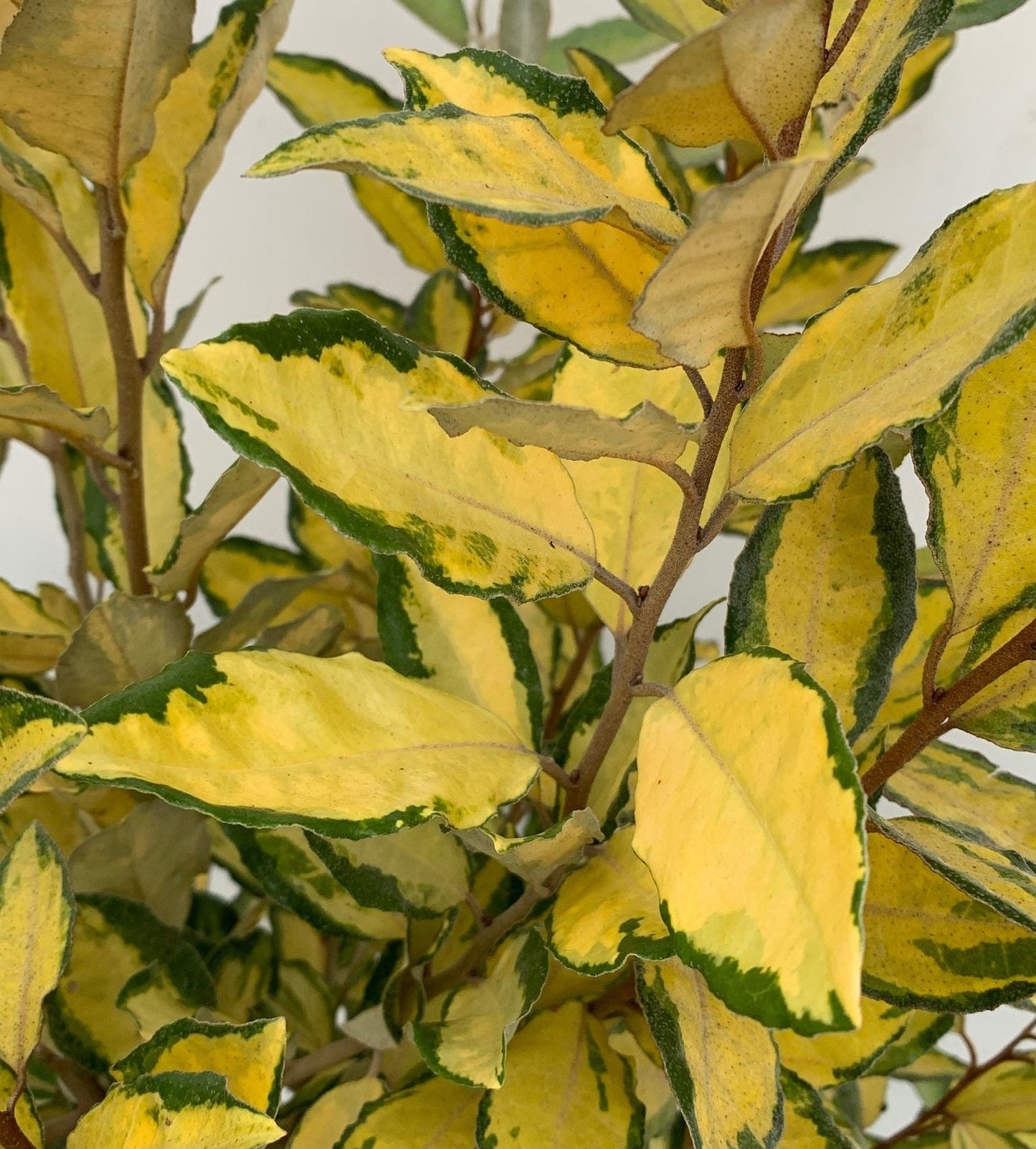 ELAEAGNUS x ebbingei 'Gilt Edge'