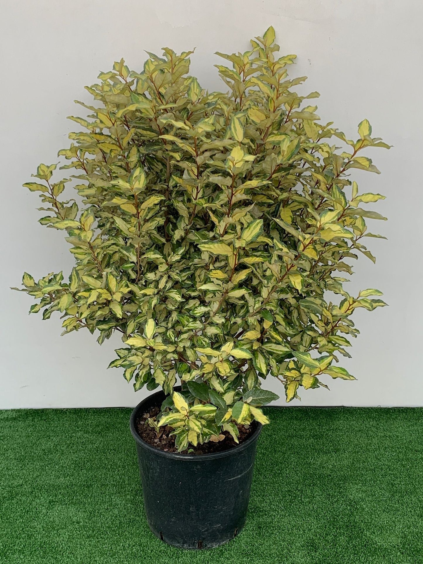 ELAEAGNUS x ebbingei 'Viveleg' ®
