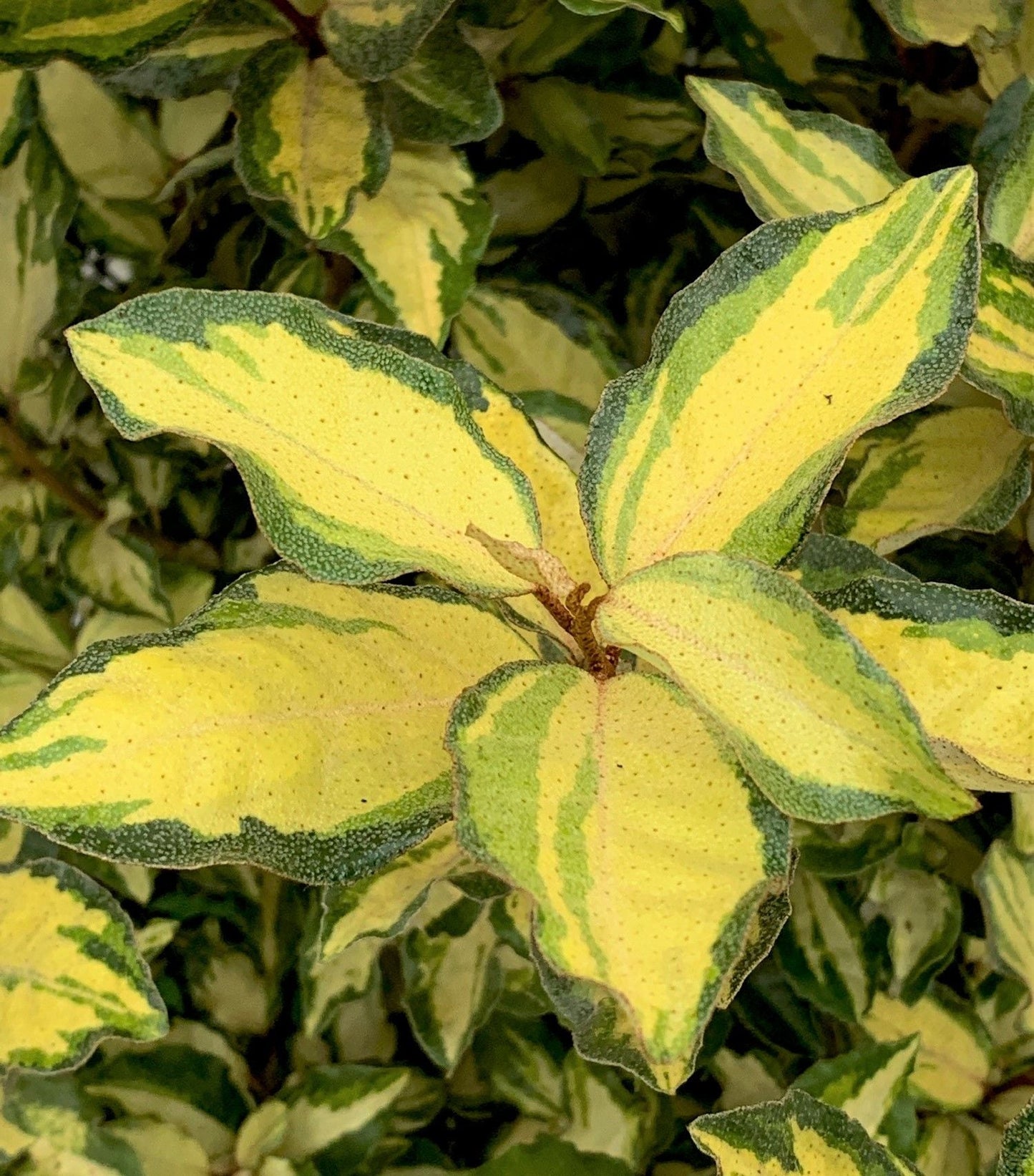 ELAEAGNUS x ebbingei 'Viveleg' ®