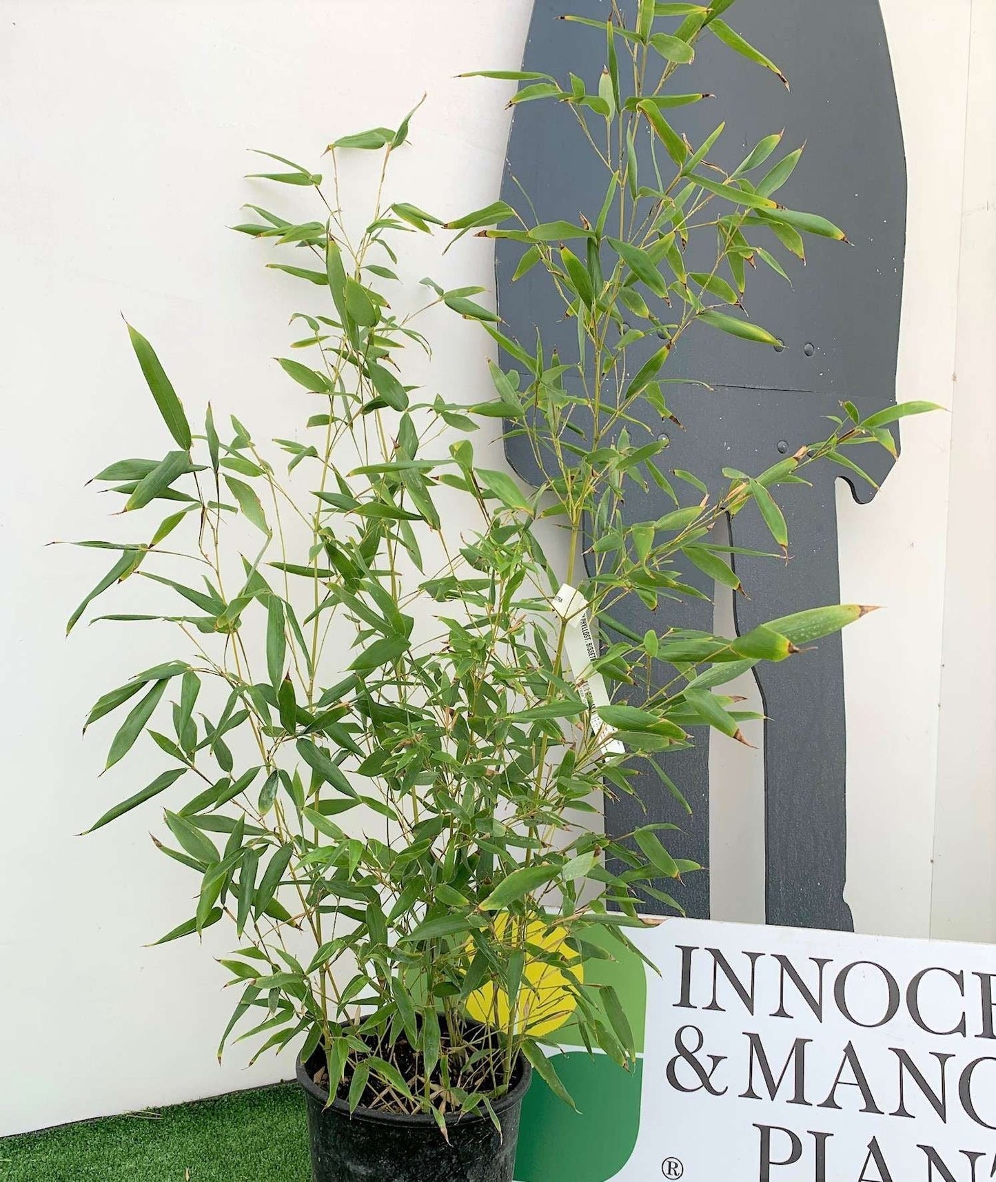 BAMBUSA Phyllostachys mitis