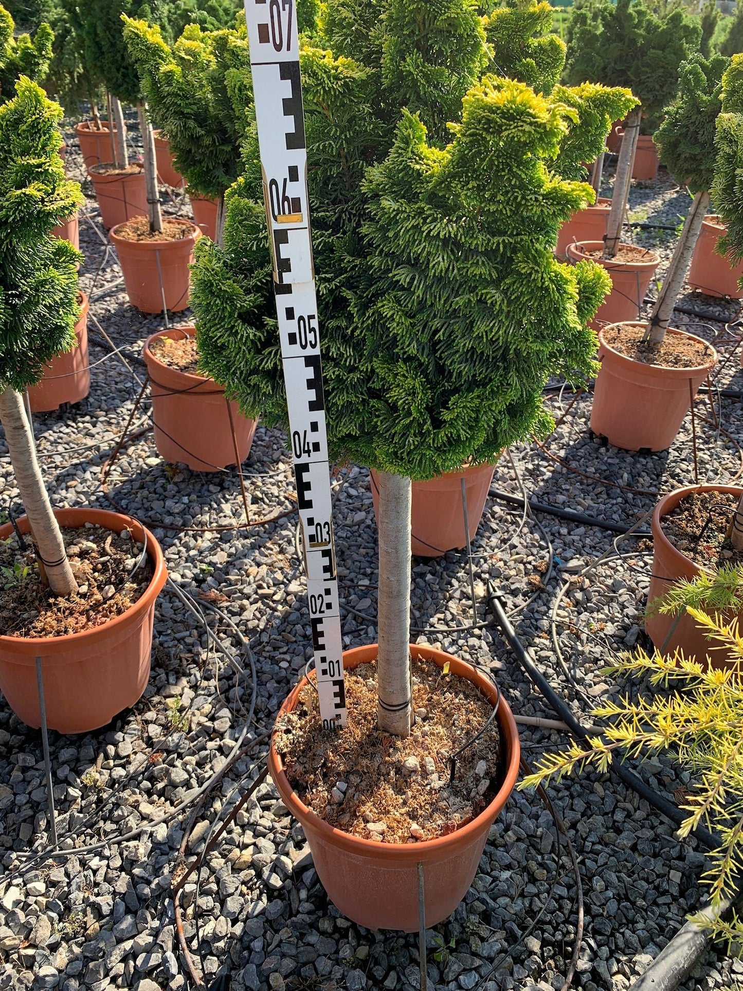 CHAMAECYPARIS obtusa 'Nana Gracilis'