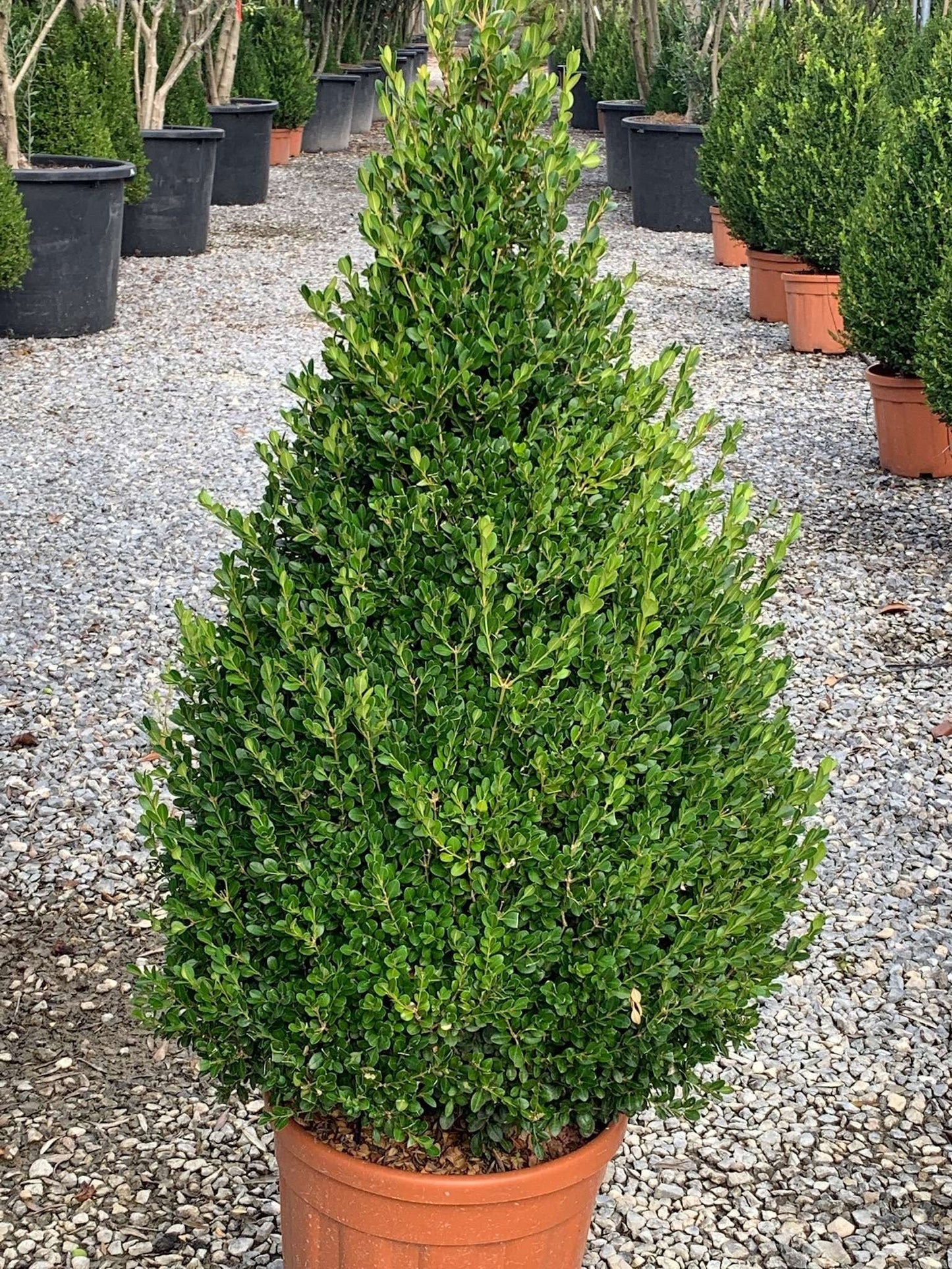 BUXUS sempervirens