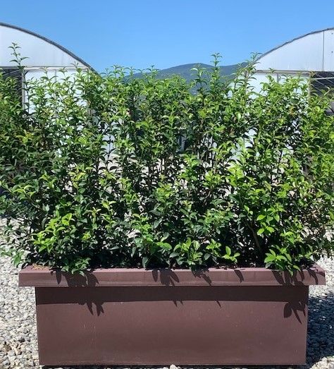OSTRYA carpinifolia