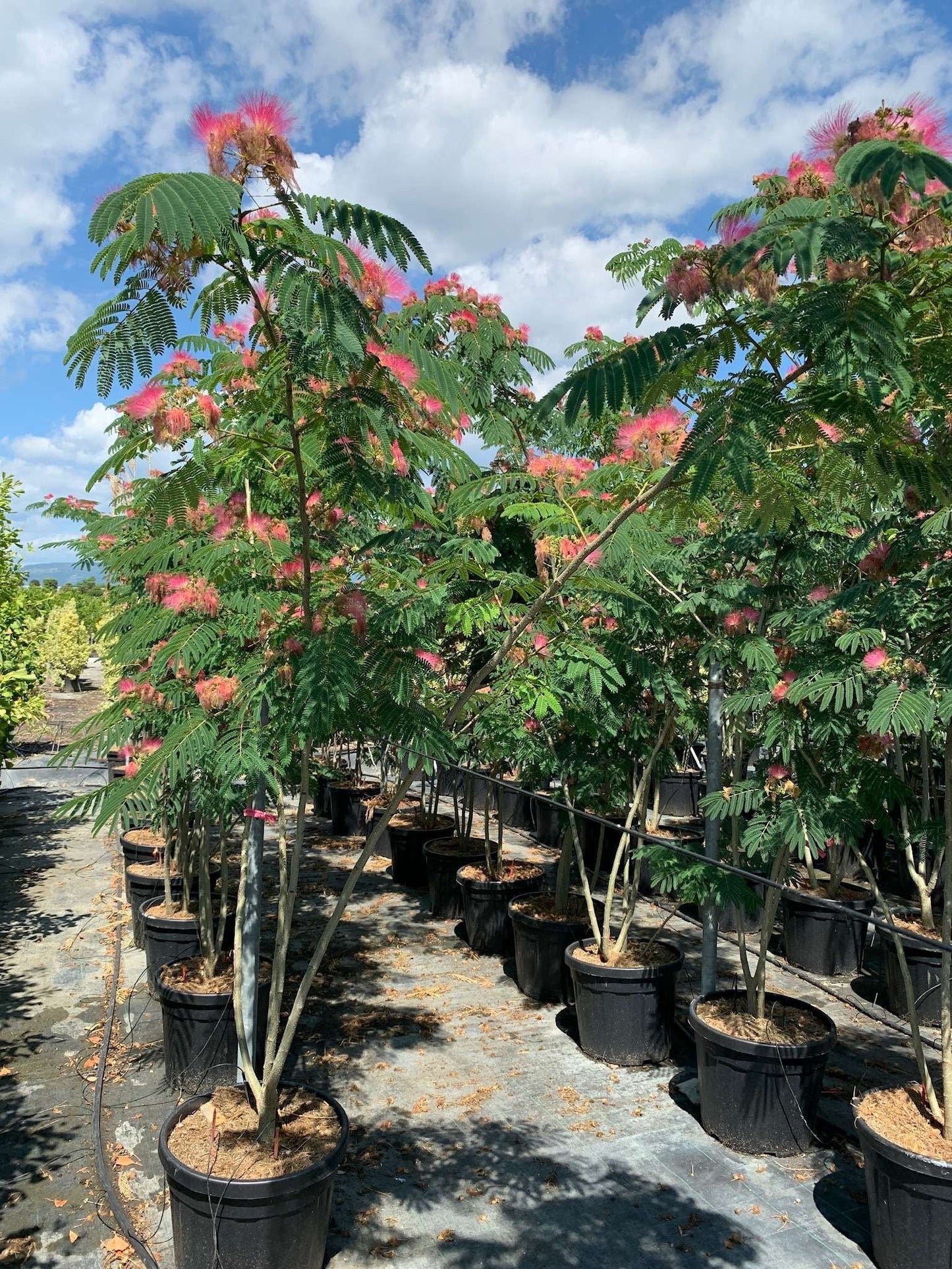 ALBIZIA julibrissin 'Shidare'