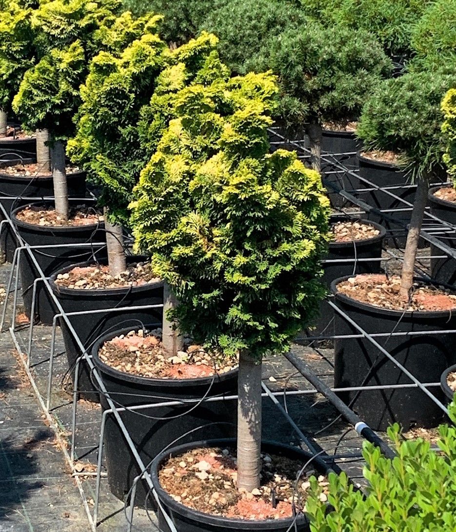 CHAMAECYPARIS obtusa 'Nana Gracilis'