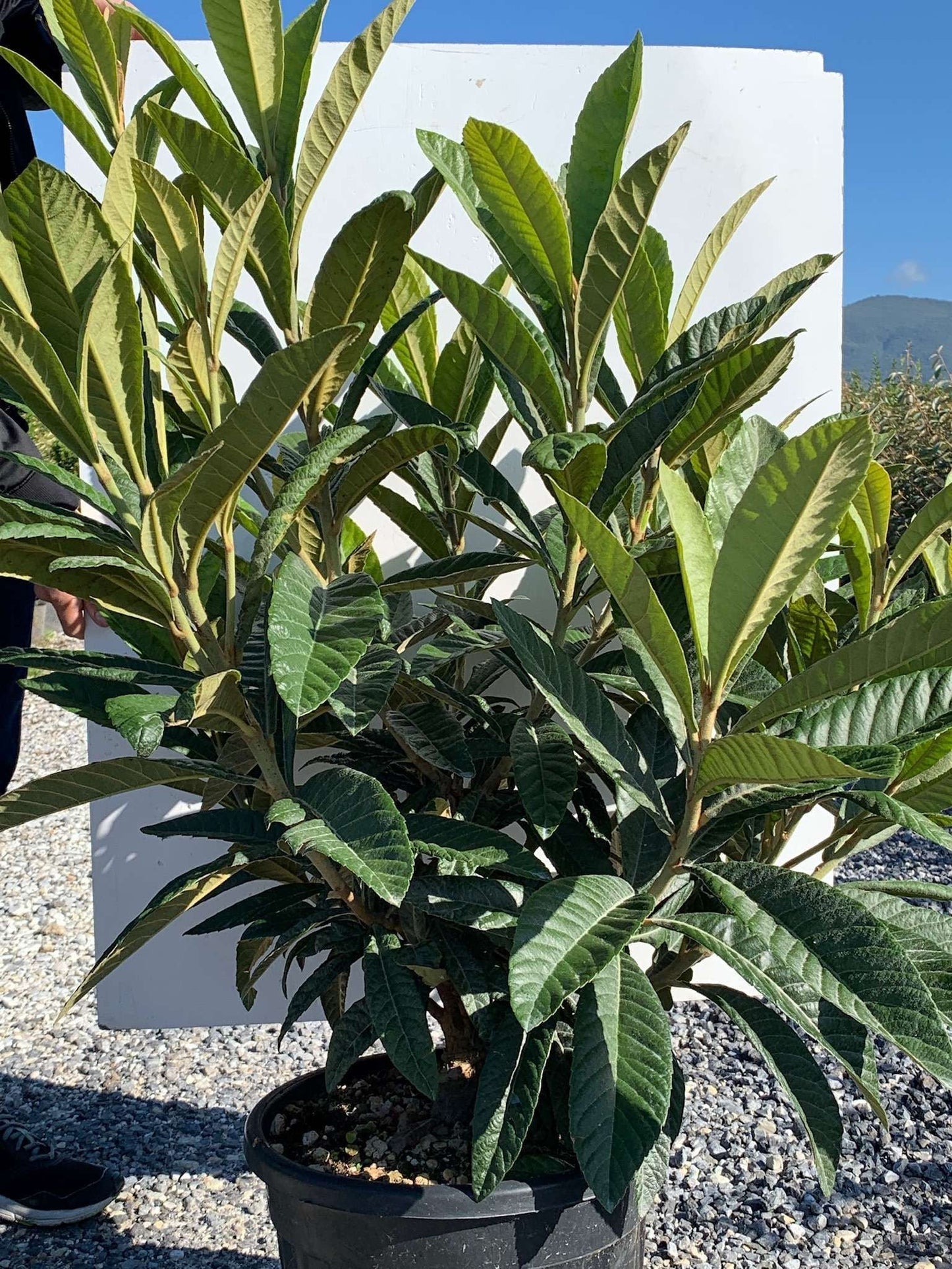 CARPINUS betulus 'Albert Beckman'