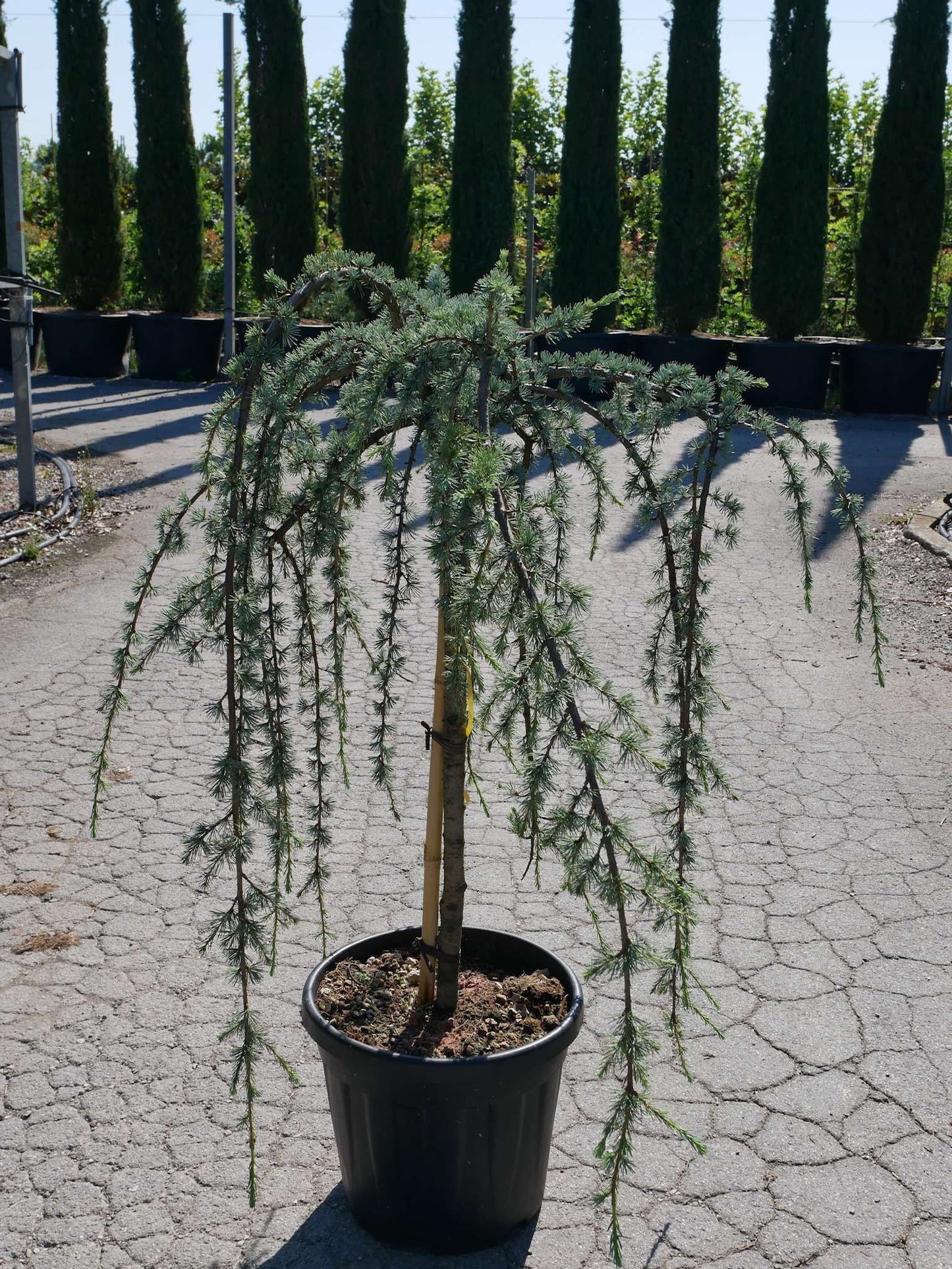 CEDRUS atlantica 'Glauca'