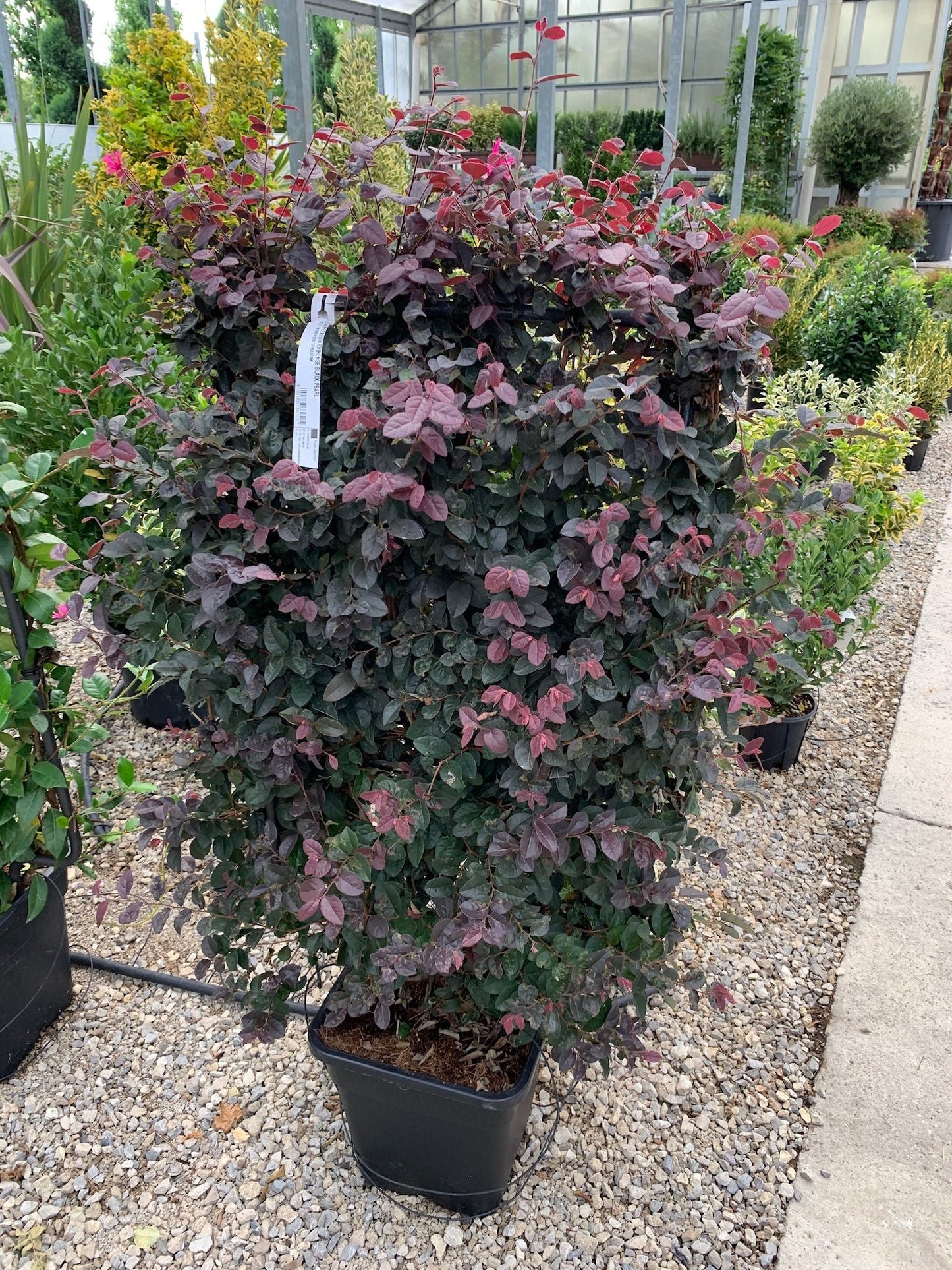 LOROPETALUM chinense 'Ever Red'