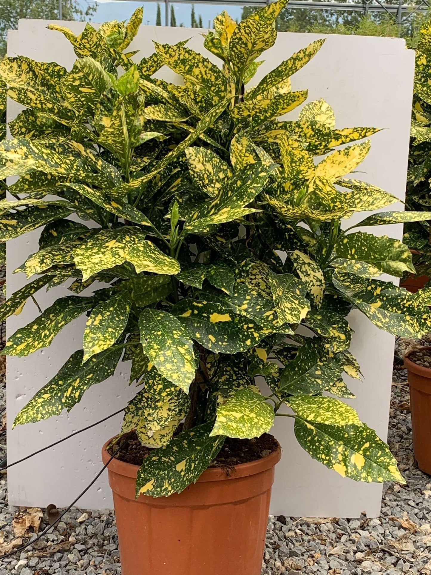 AUCUBA japonica 'Crotonifolia'