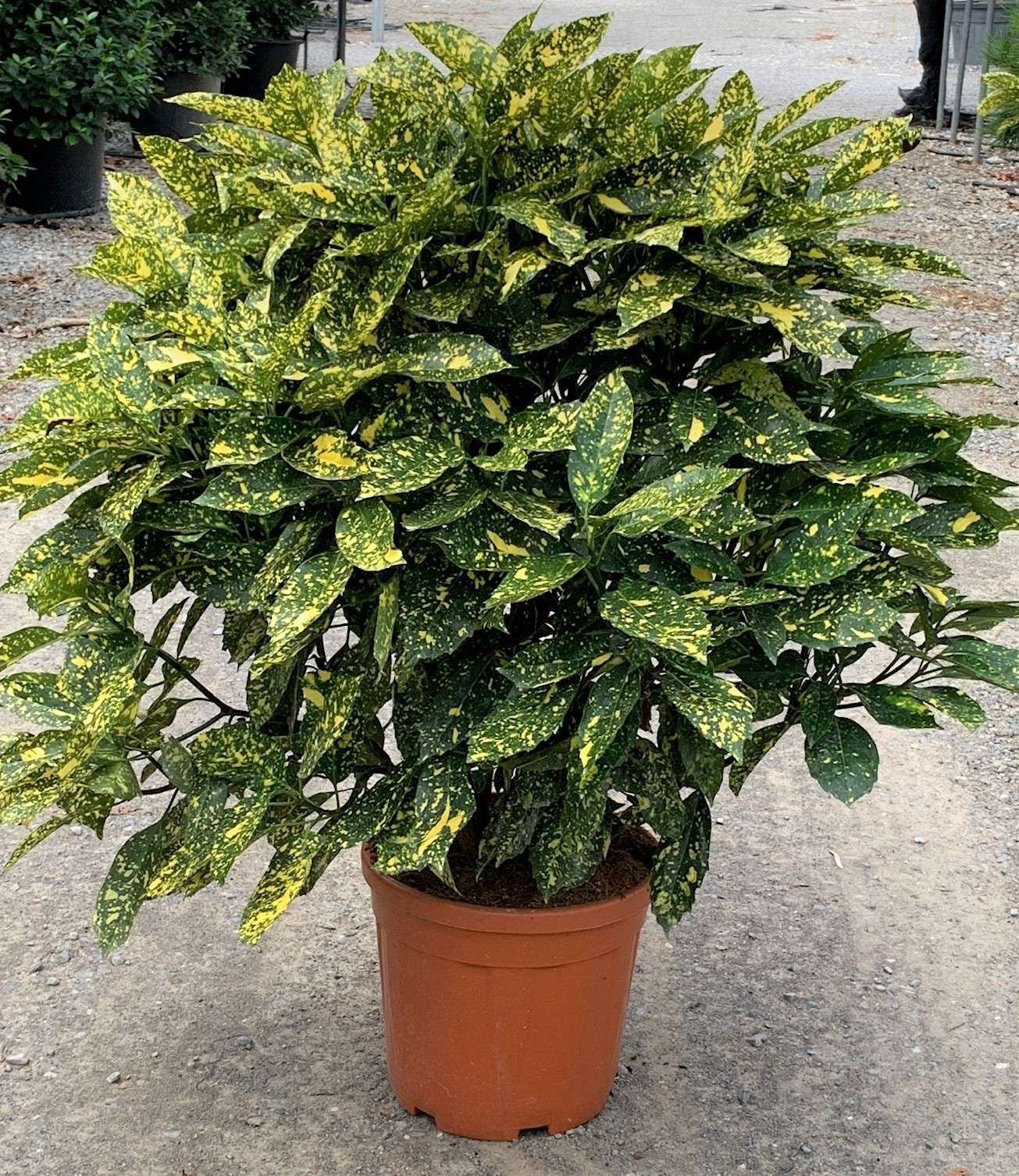 AUCUBA japonica 'Crotonifolia'