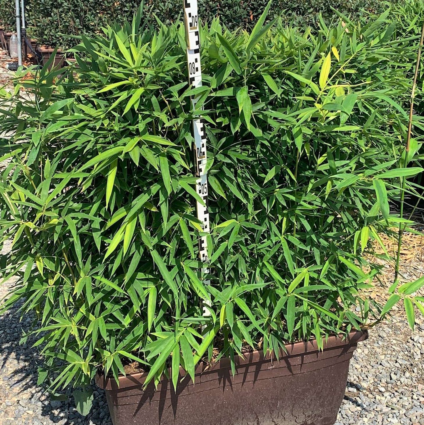 BAMBUSA Phyllostachys mitis