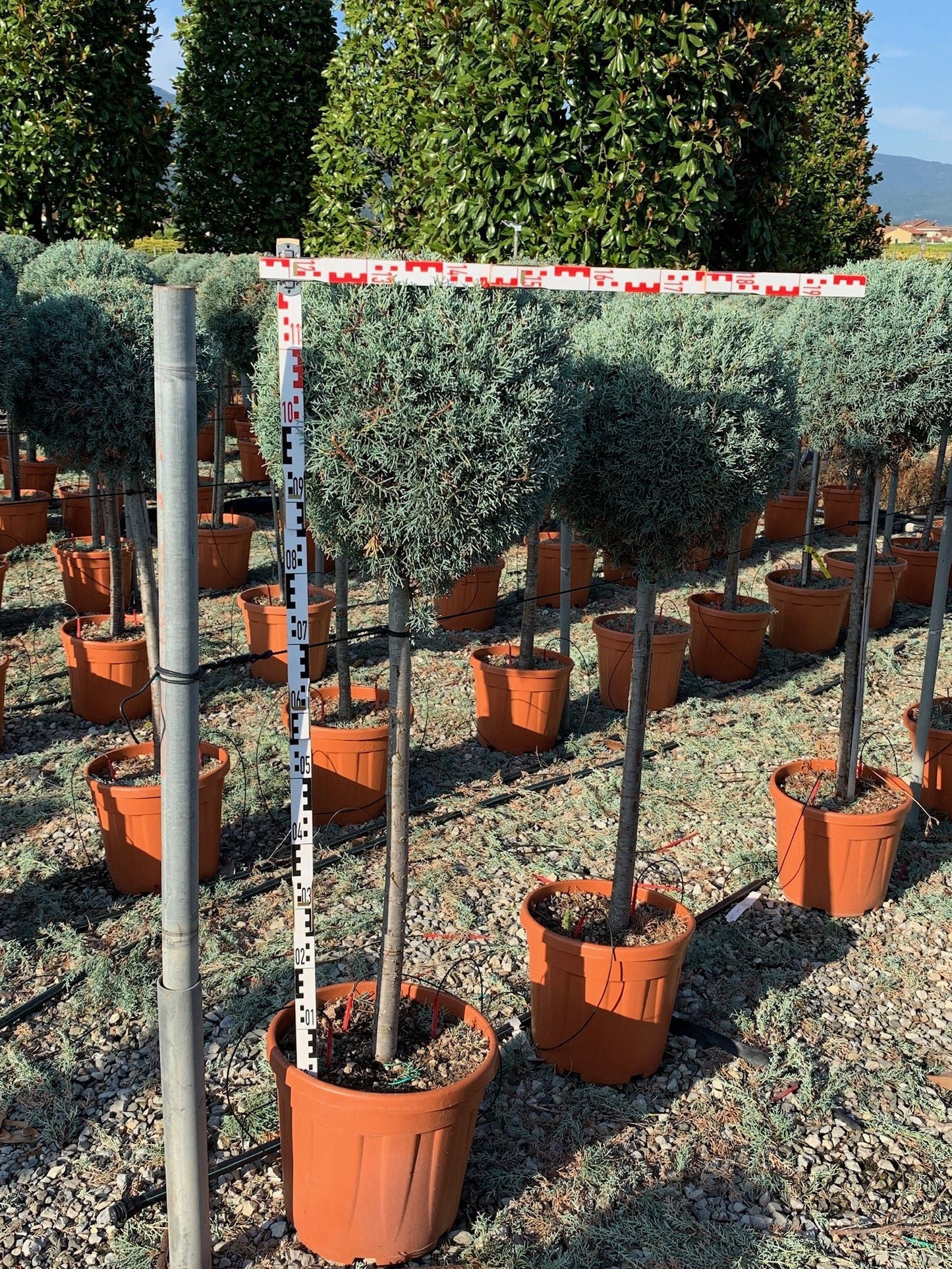 CUPRESSUS cashmeriana