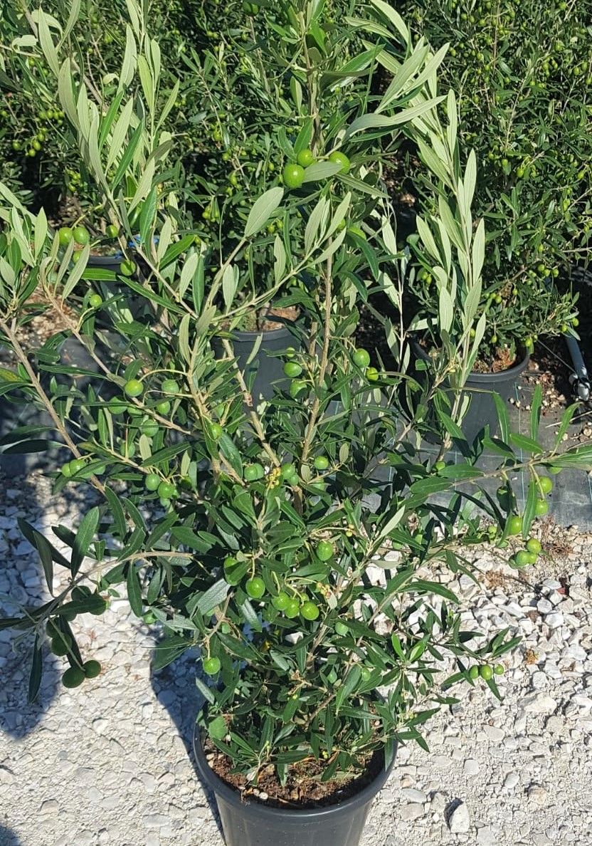 OLEA europaea 'Forma Toscana'