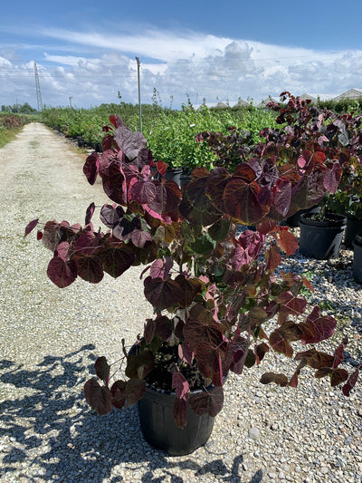 CERCIS canadensis 'Golden Falls' ®