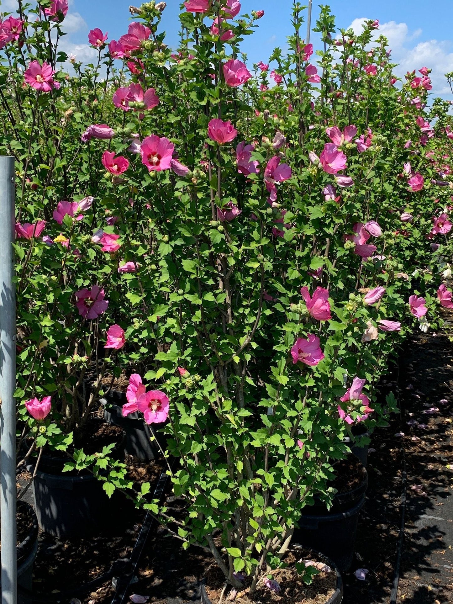 HIBISCUS syriscus 'Pinky spot'