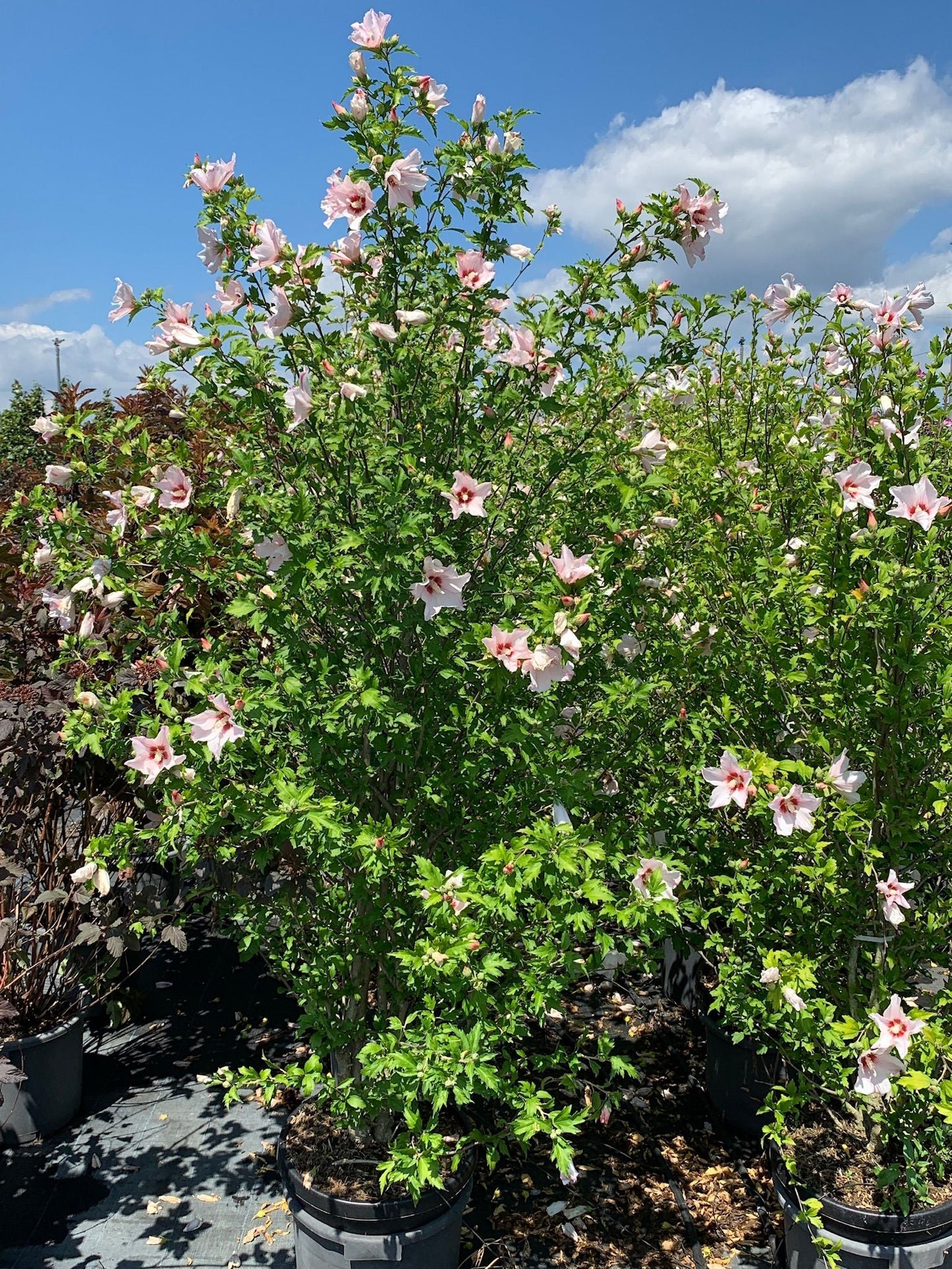 HIBISCUS syriacus 'Resi'