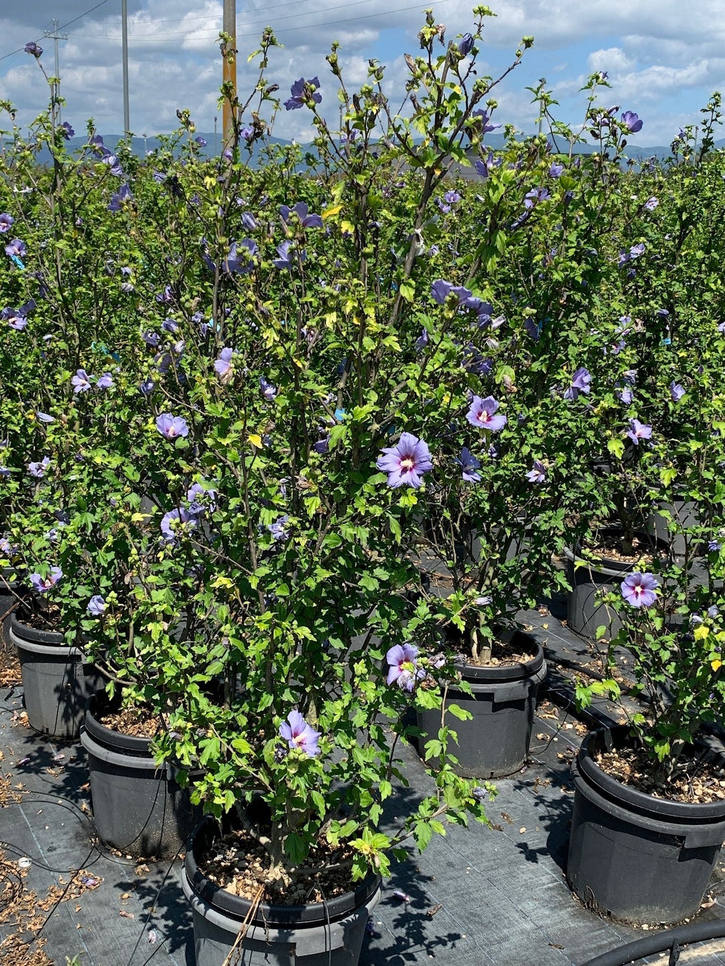 HIBISCUS syriacus 'Pastel Rose'