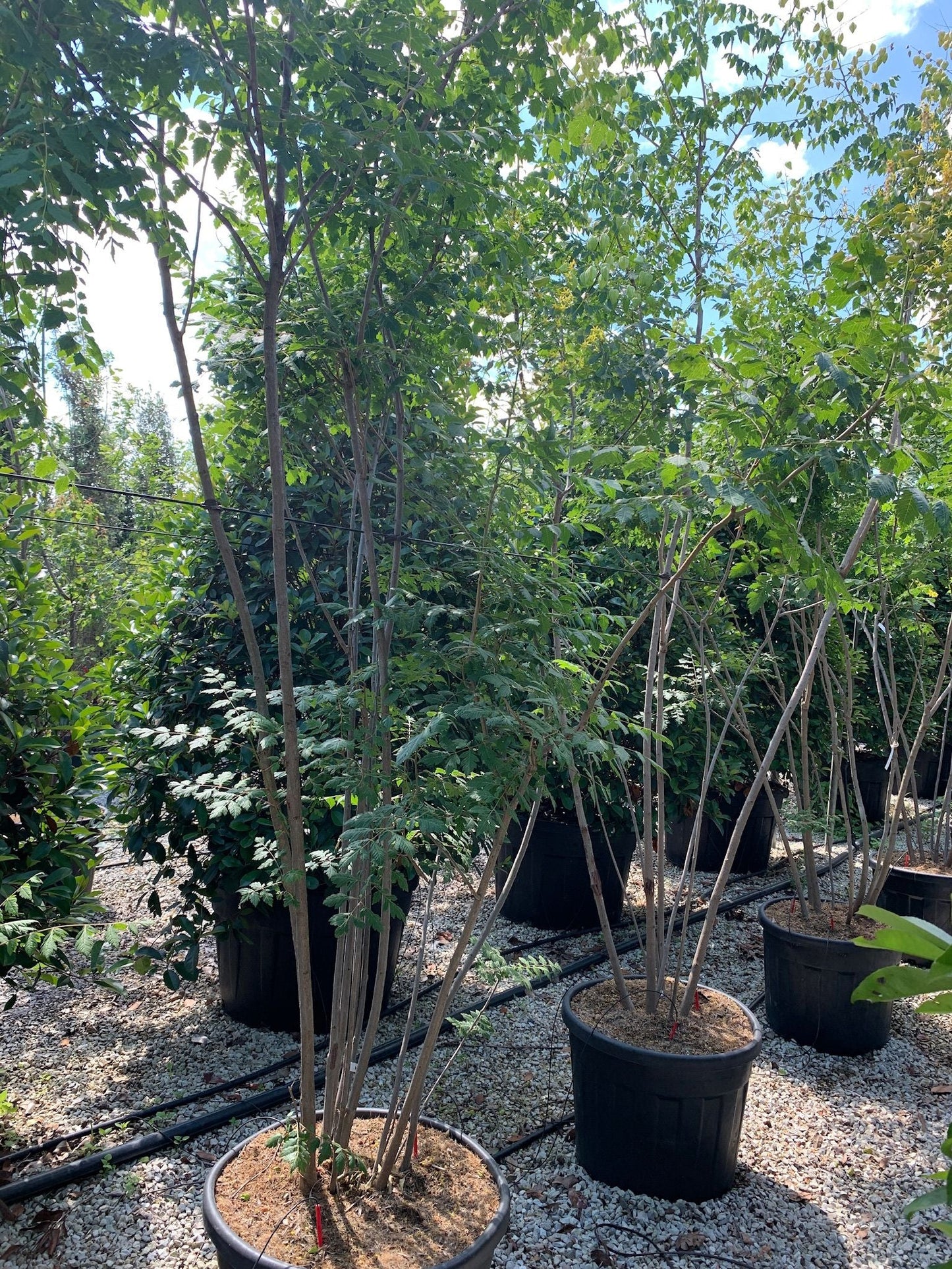 KOELREUTERIA paniculata 'Coral Sun' ®