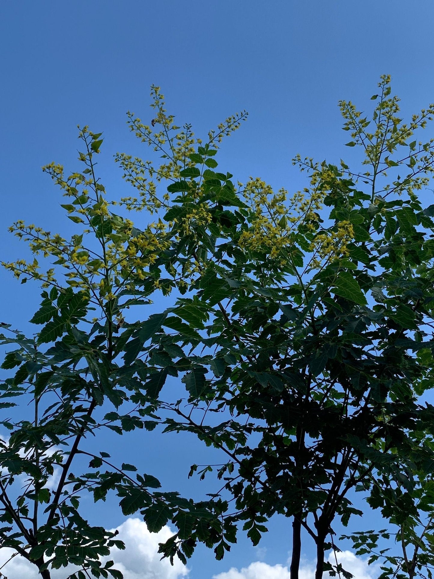 KOELREUTERIA paniculata 'Coral Sun' ®