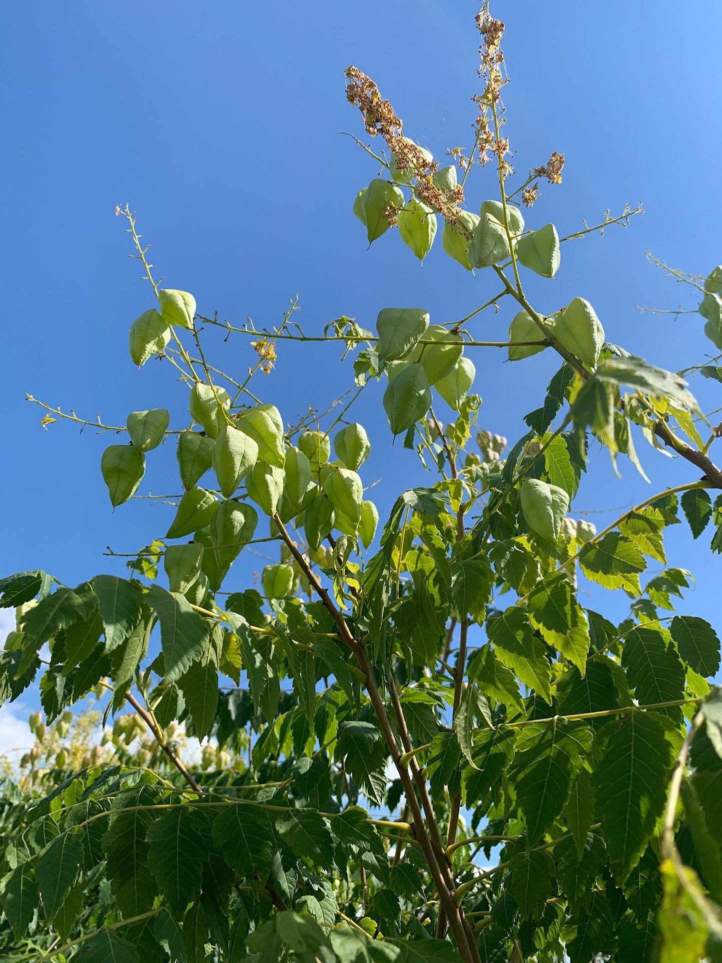 KOELREUTERIA paniculata 'Coral Sun' ®