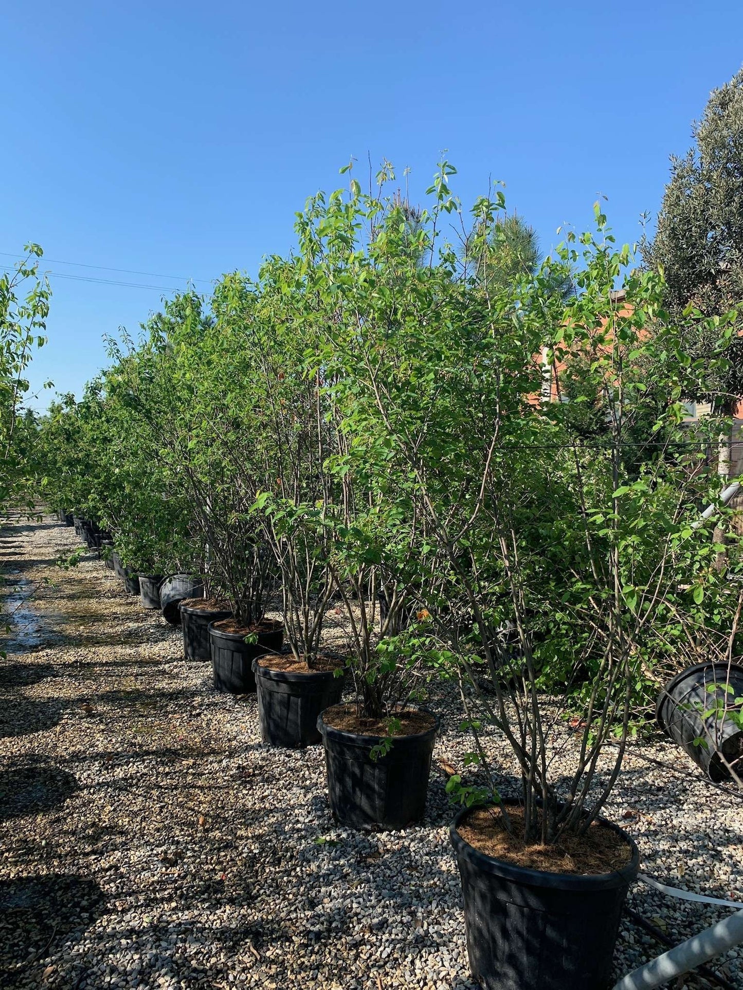 AMELANCHIER ovalis