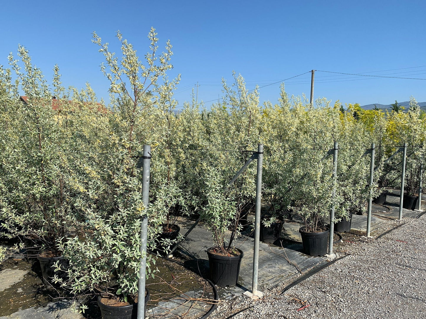 ELAEAGNUS pungens 'Maculata'