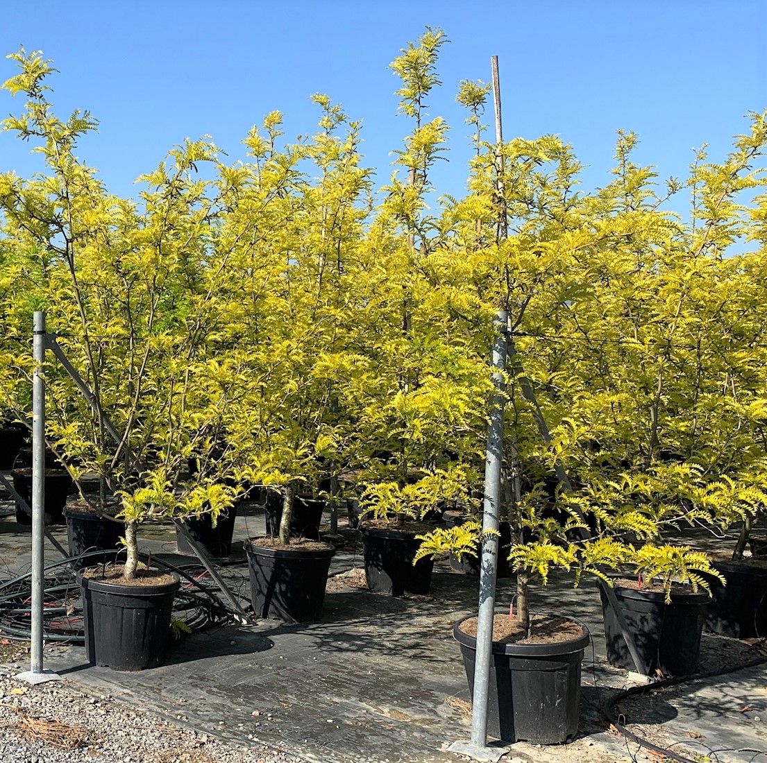 GLEDITSIA triacanthos 'Sunburst' ®