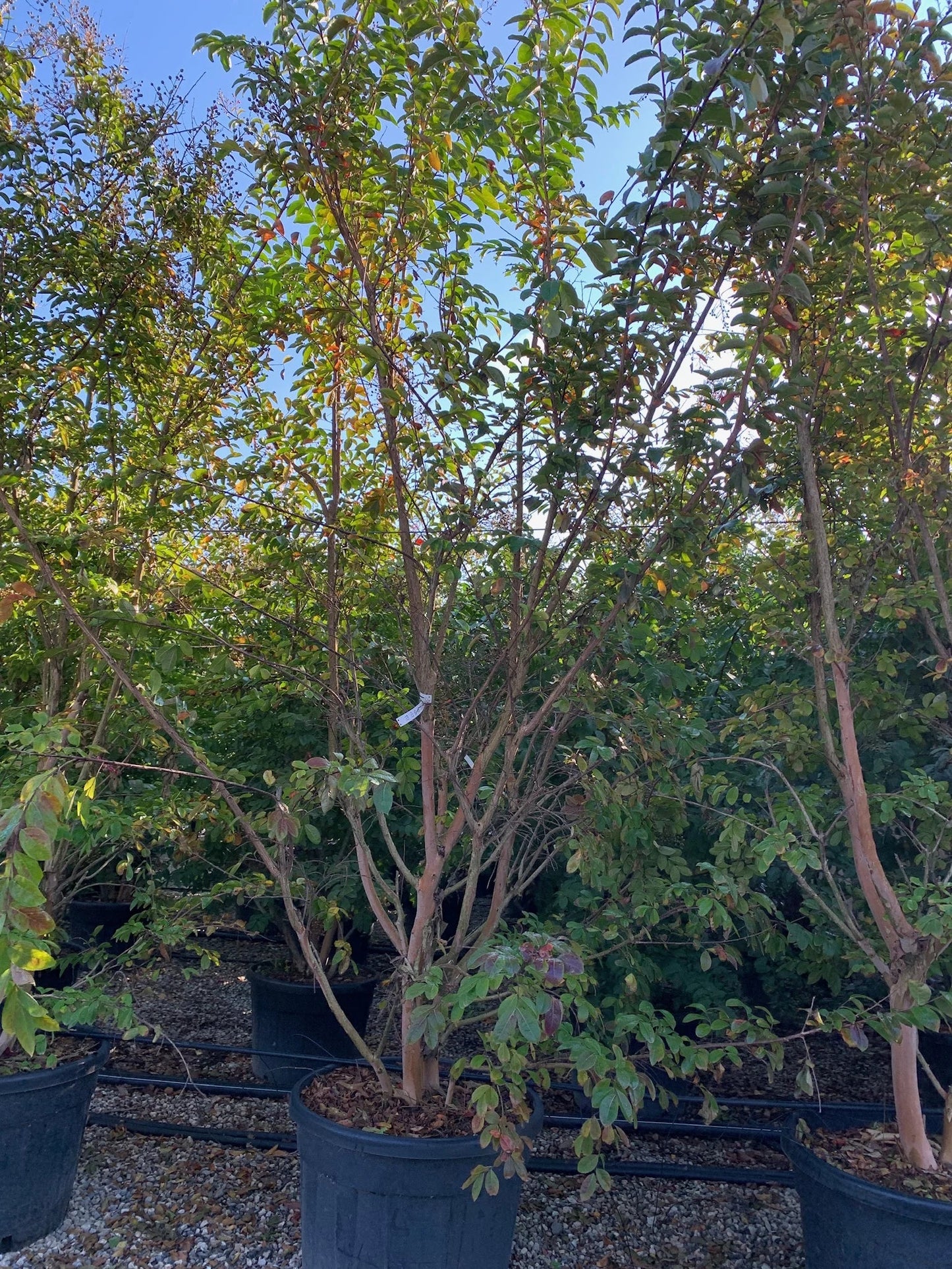 LAGERSTROEMIA x 'Natchez'