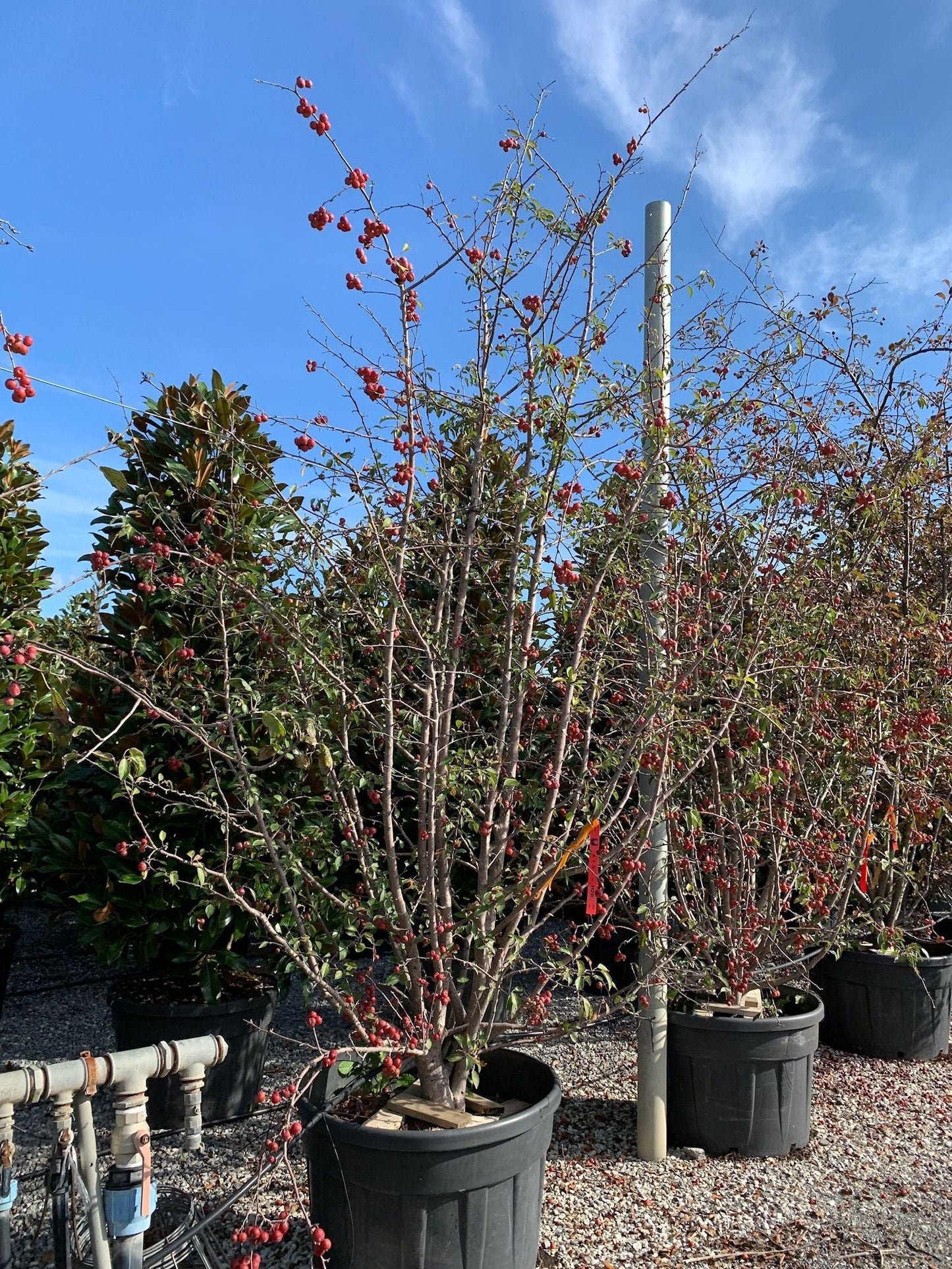 LAGERSTROEMIA indica 'Double Feature' ®