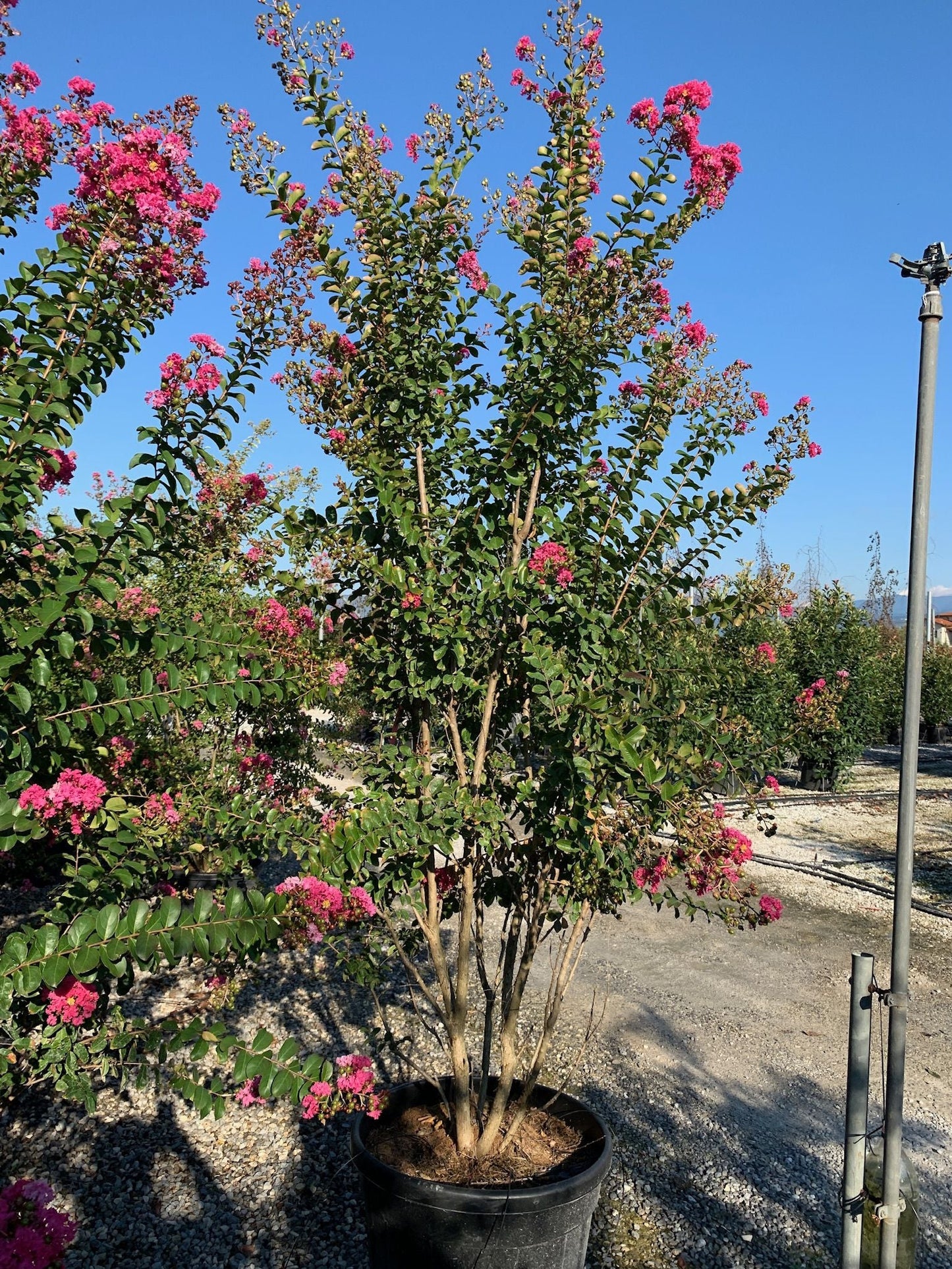 LAGERSTROEMIA indica 'Double Feature' ®