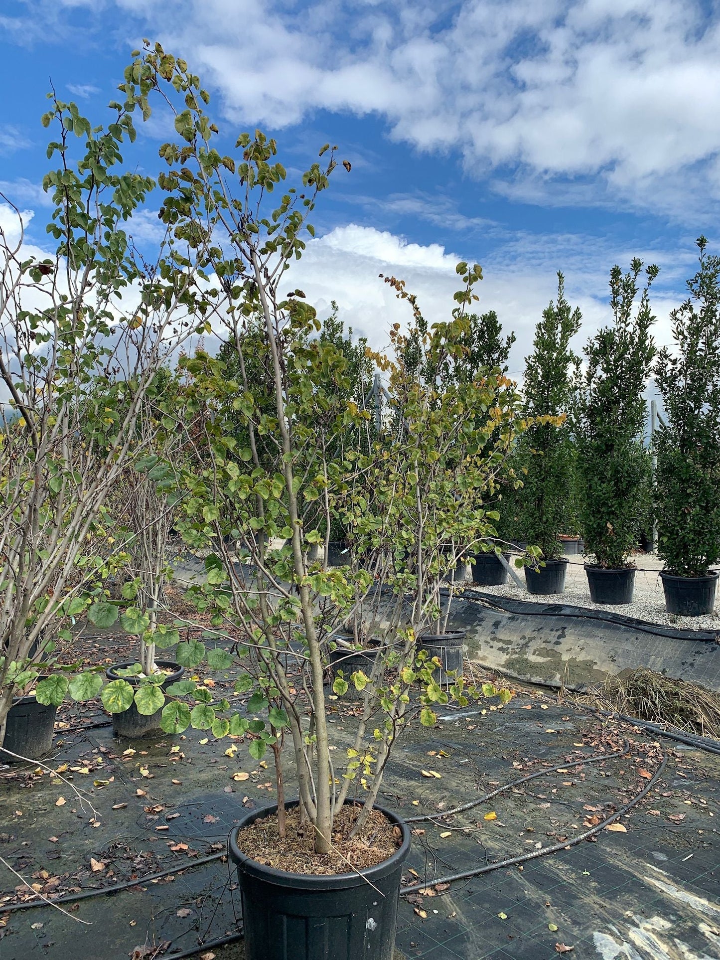 CERCIS siliquastrum 'Alba'