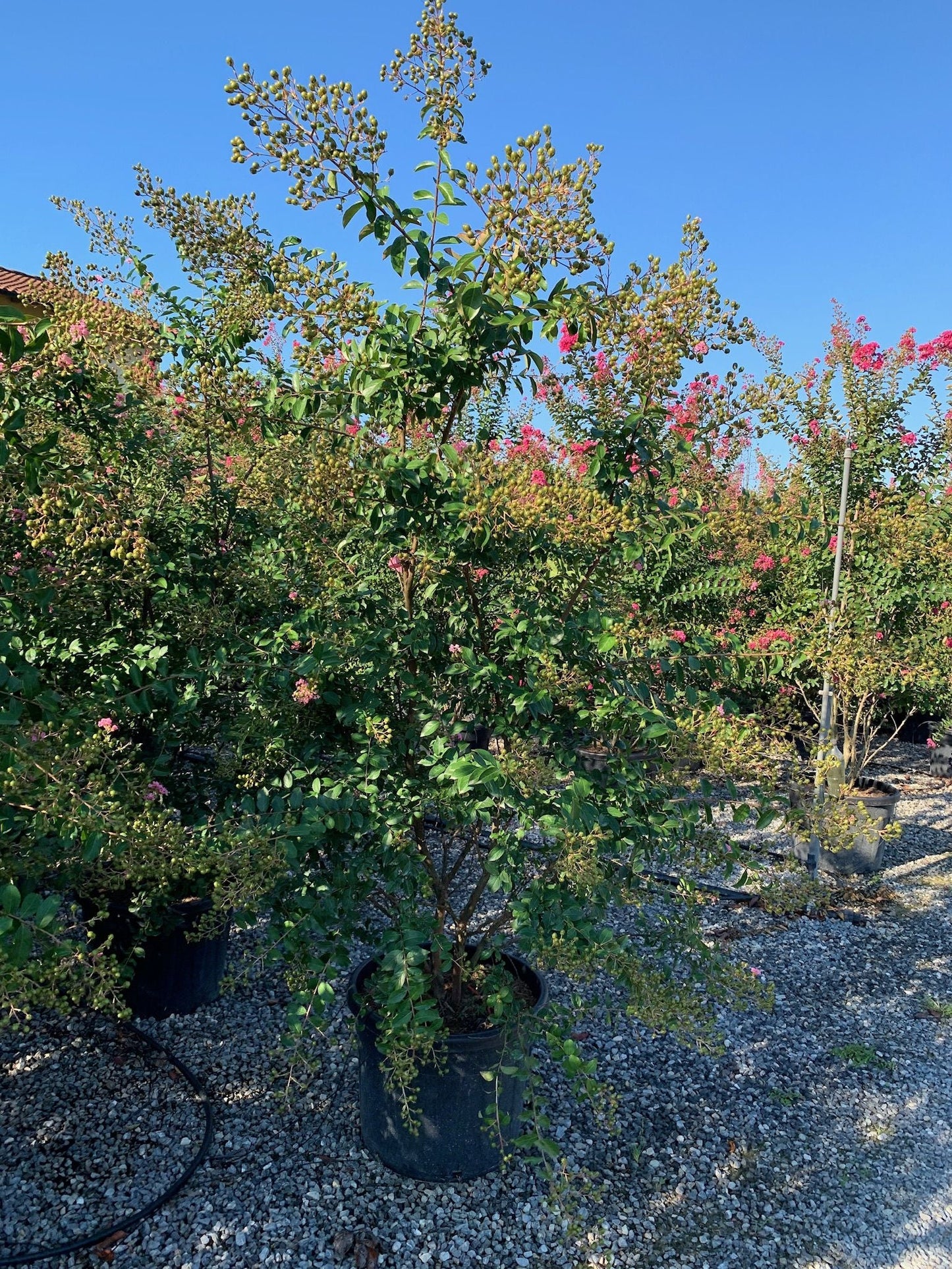 LAGERSTROEMIA indica 'Rosea Nova'