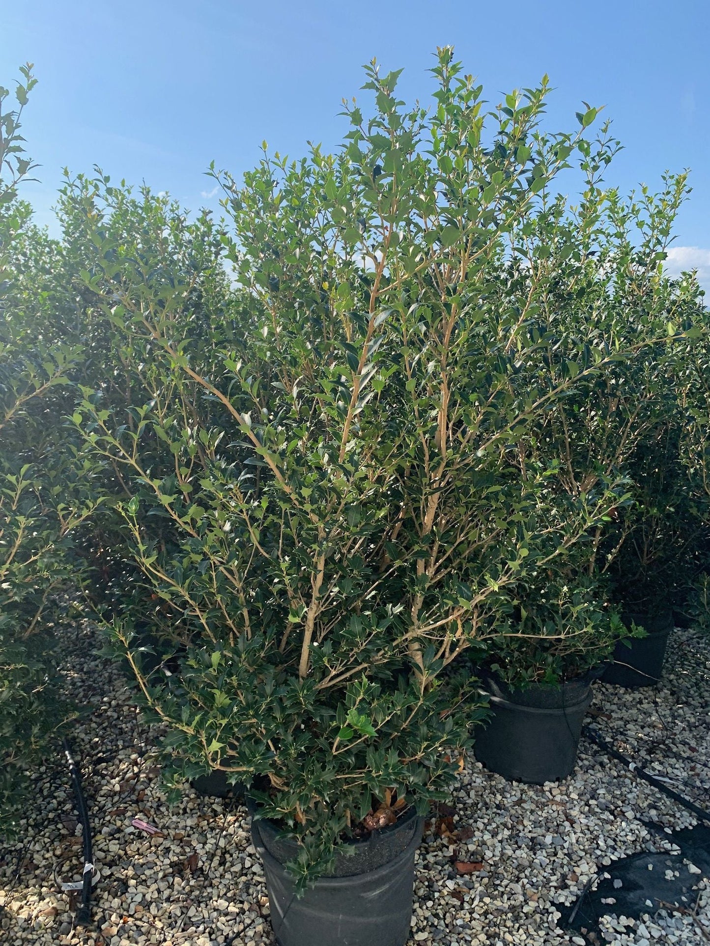 OSMANTHUS heterophyllus 'Giulfti'