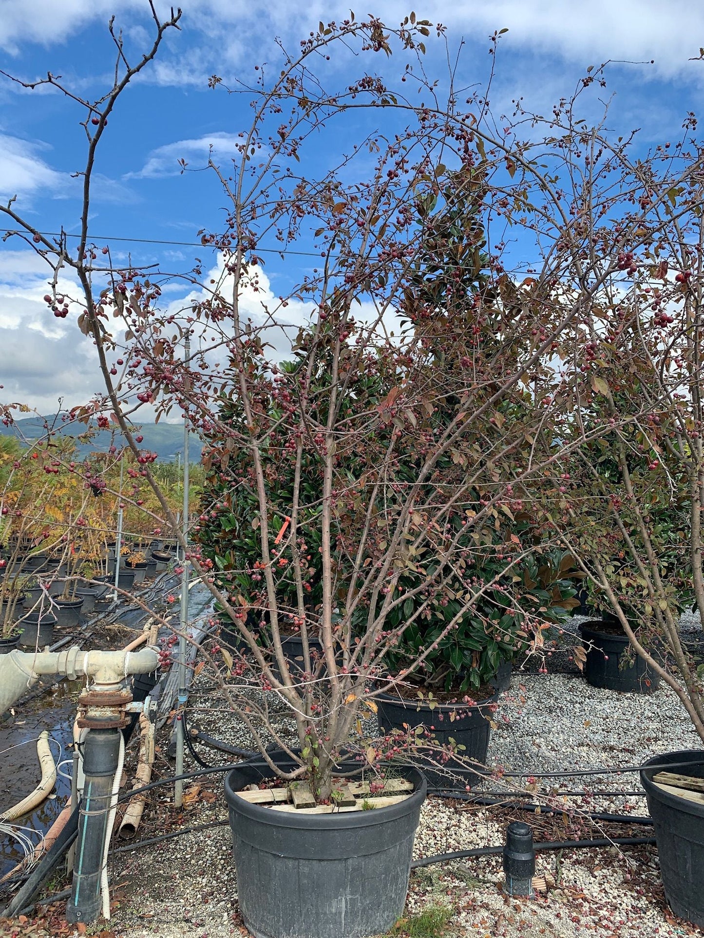 LAGERSTROEMIA indica 'Double Feature' ®