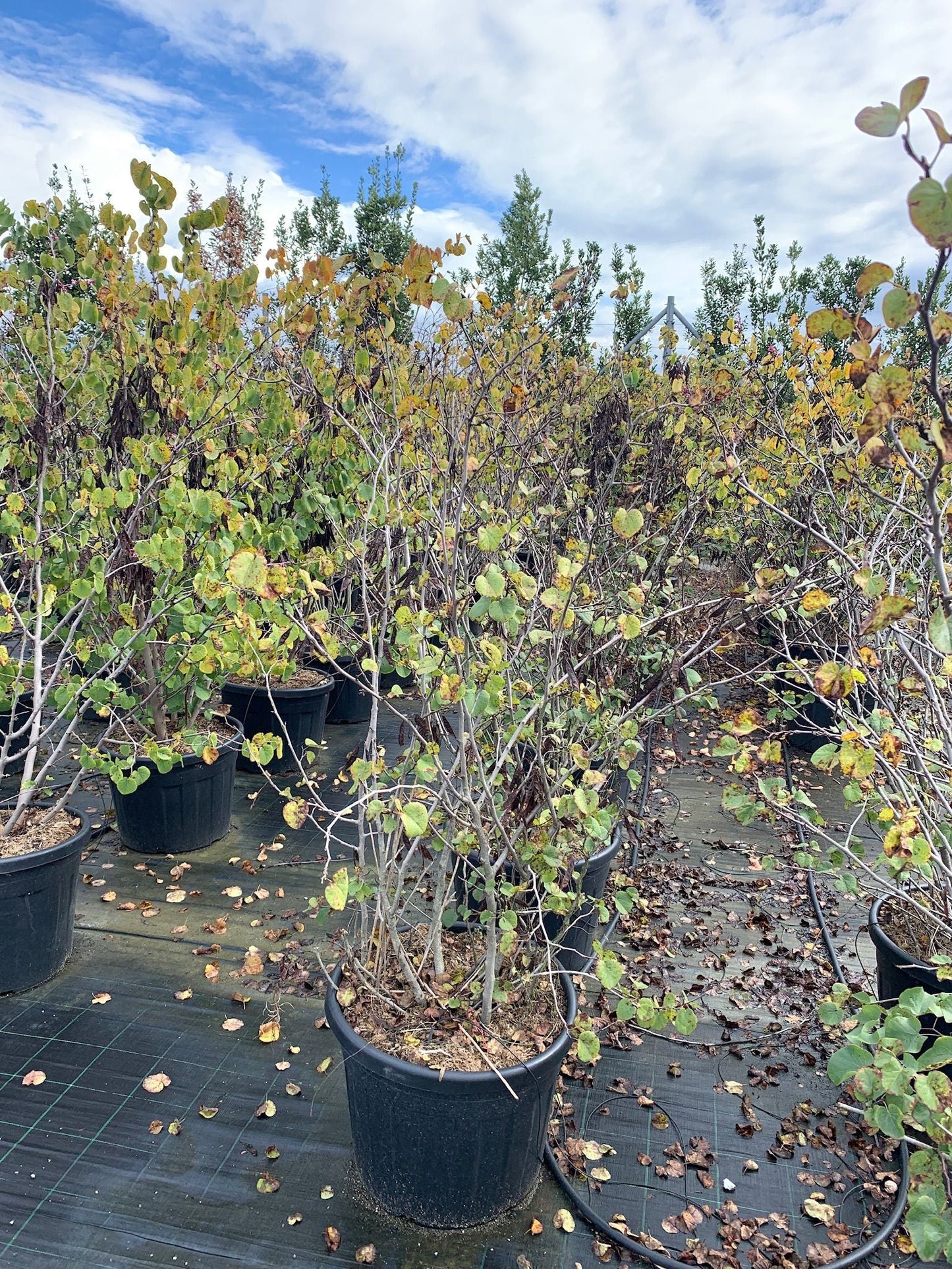 CERCIS siliquastrum 'Alba'
