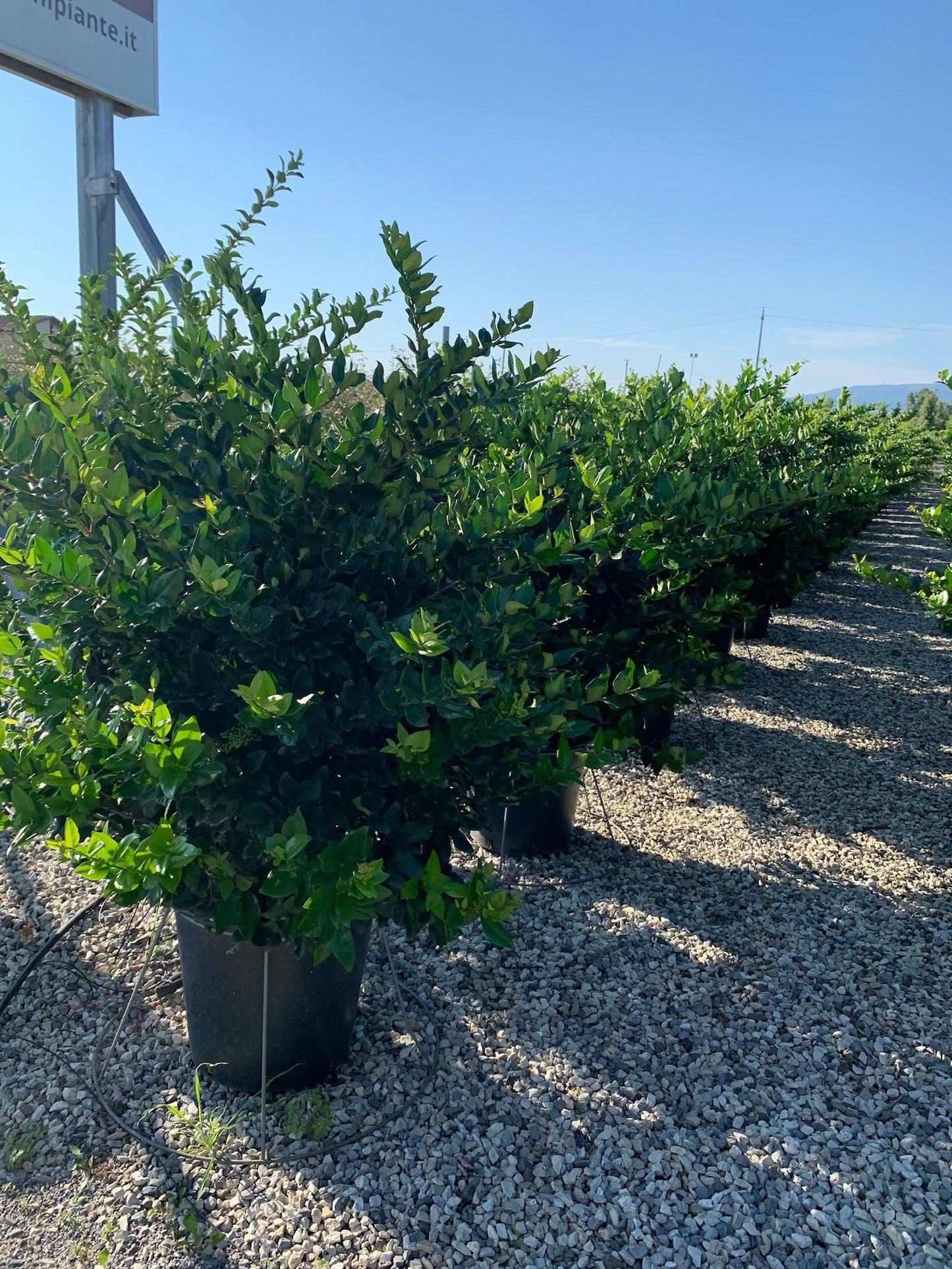LIGUSTRUM texanum 'Fastigiata'