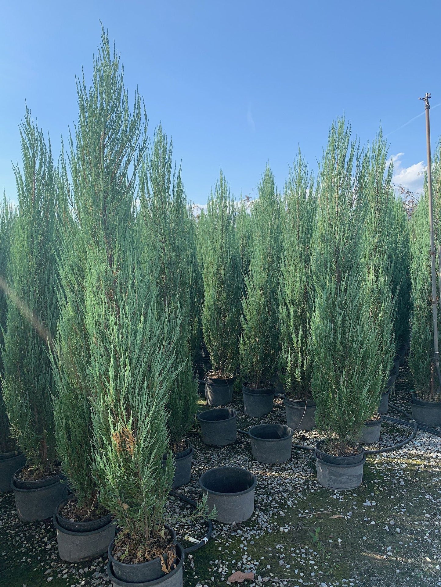 JUNIPERUS scopulorum 'Wichita Blue'