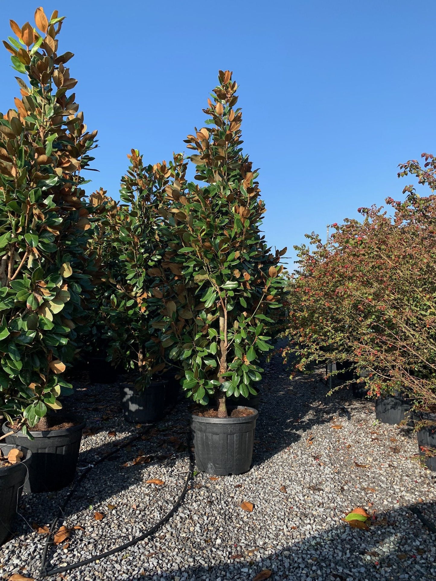 MAGNOLIA grandiflora 'Little Gem'