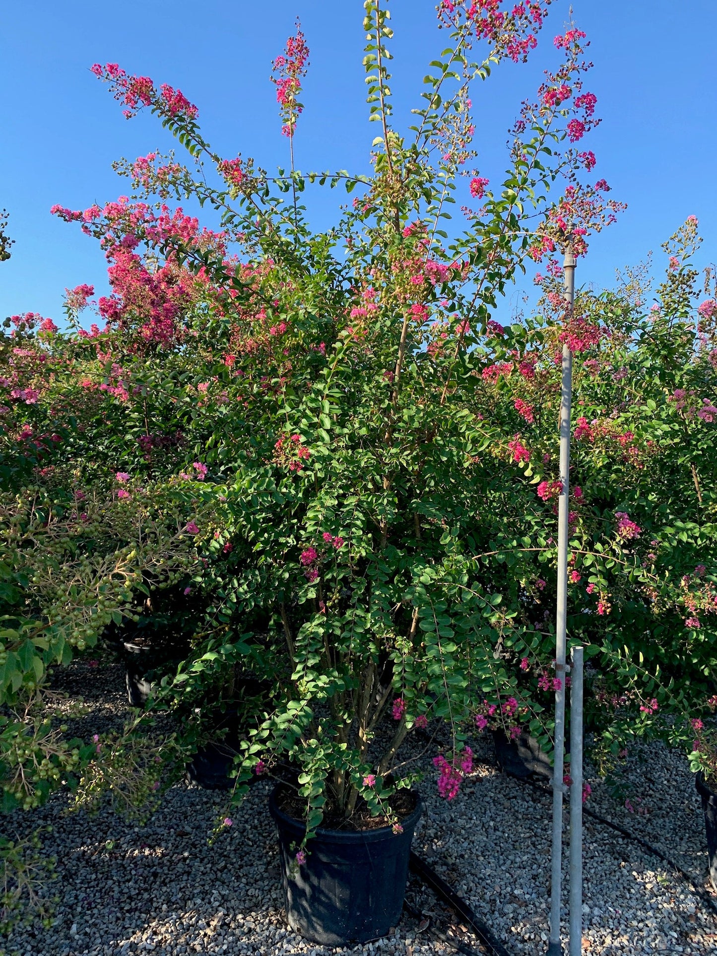 LAGERSTROEMIA indica 'Rosso Grassi'