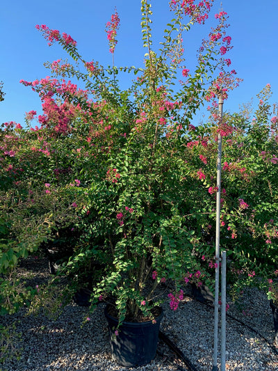 LAGERSTROEMIA indica 'Rosso Grassi'