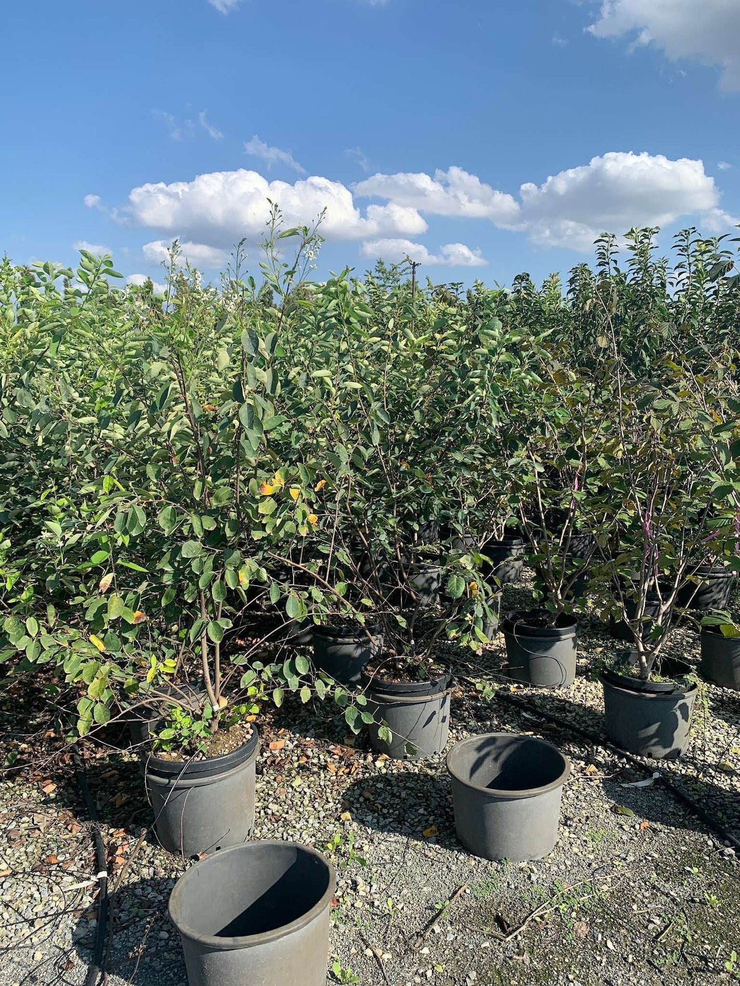 AMELANCHIER ovalis