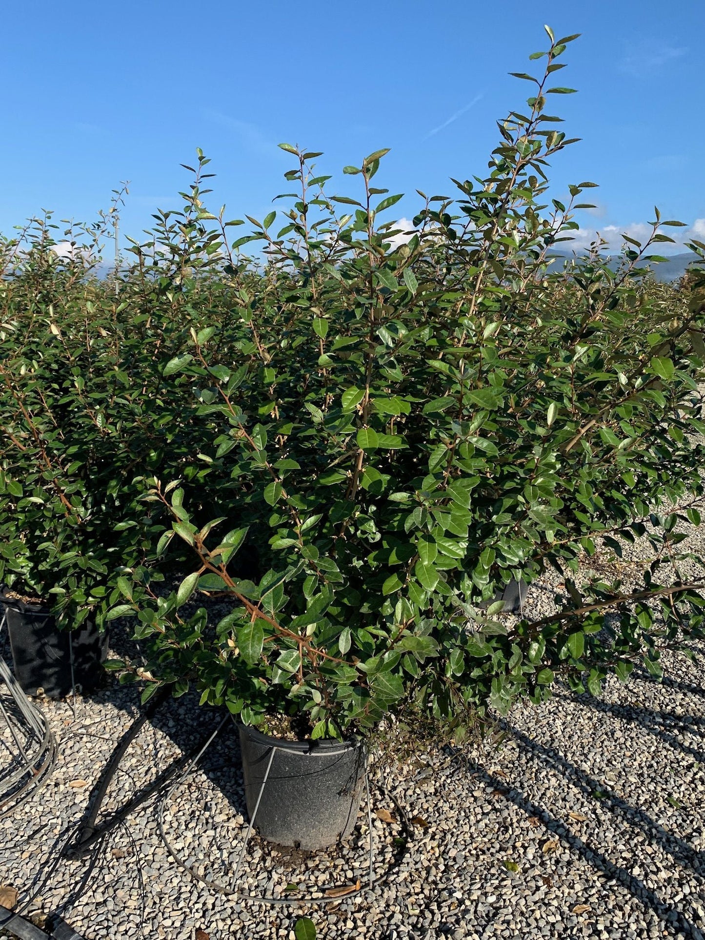 ELAEAGNUS x ebbingei 'Compacta'