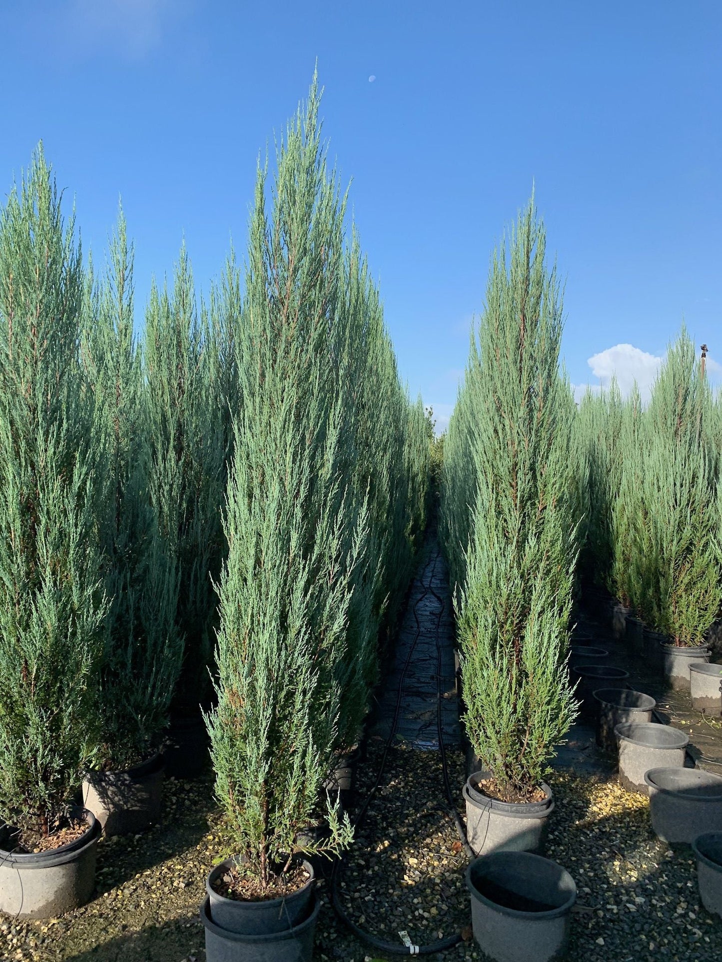 JUNIPERUS scopulorum 'Wichita Blue'