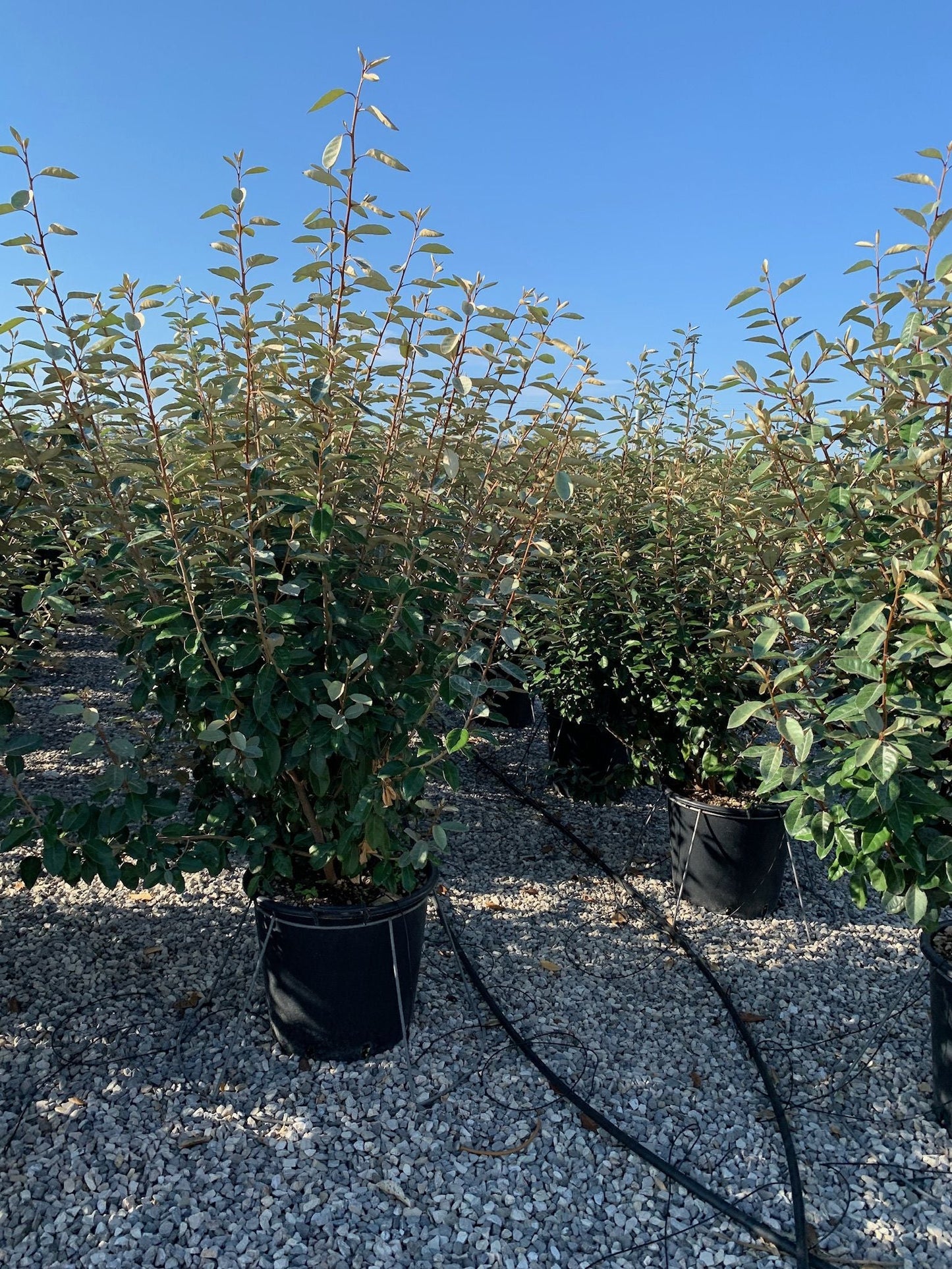 ELAEAGNUS x ebbingei 'Compacta'