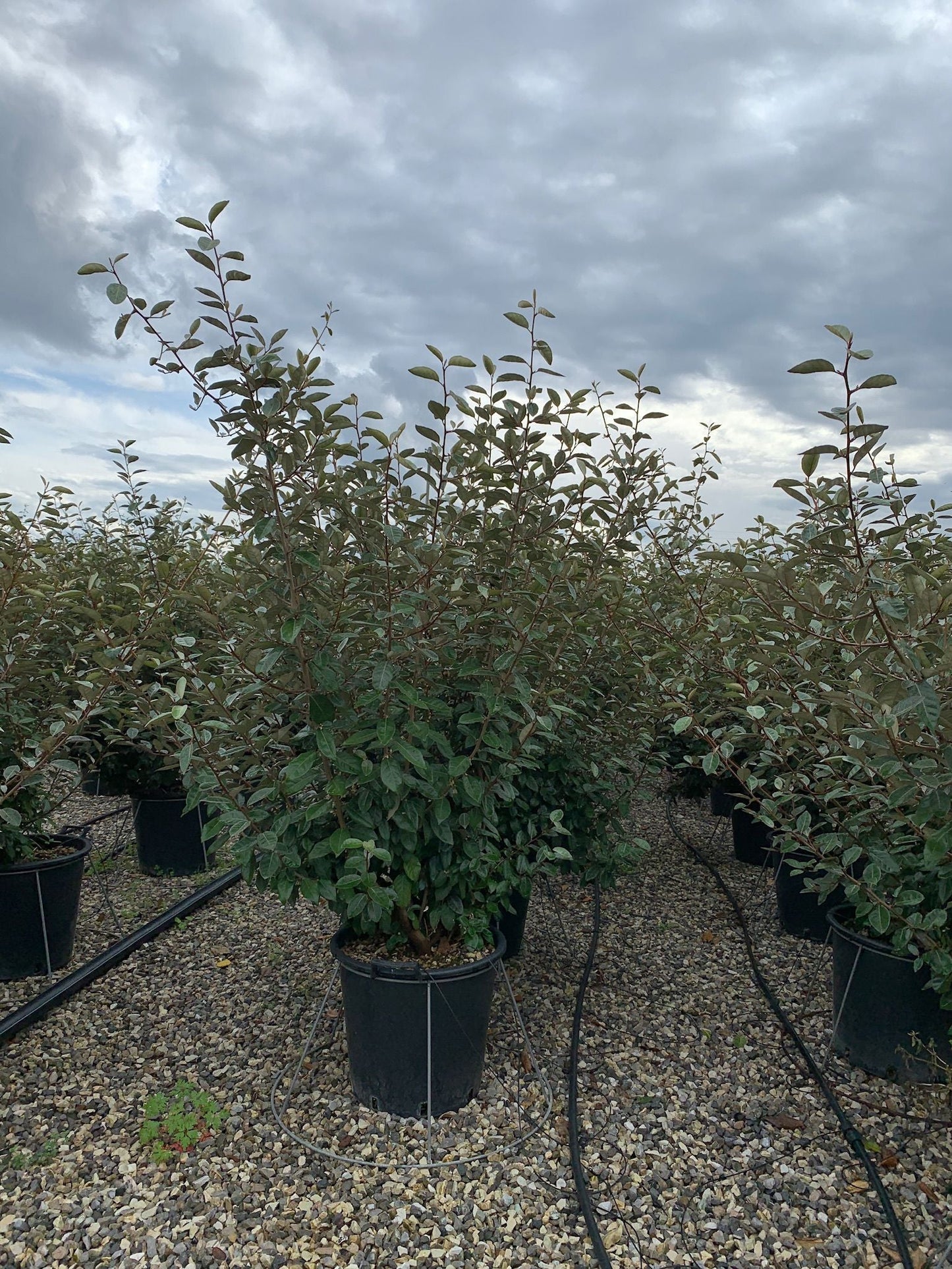 ELAEAGNUS x ebbingei 'Compacta'