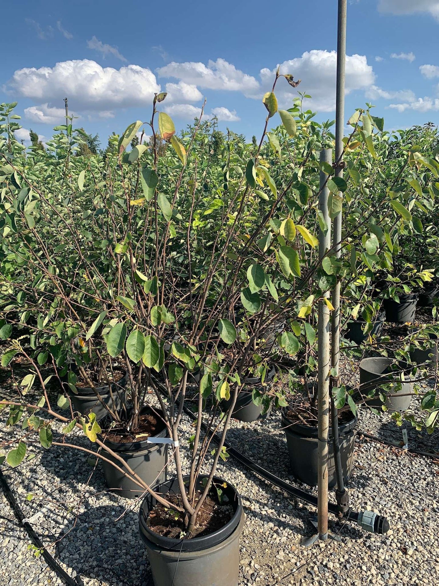 AMELANCHIER ovalis