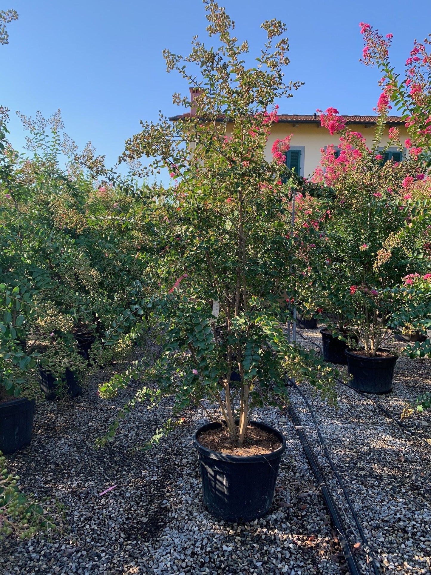 LAGERSTROEMIA indica 'Rosea Nova'