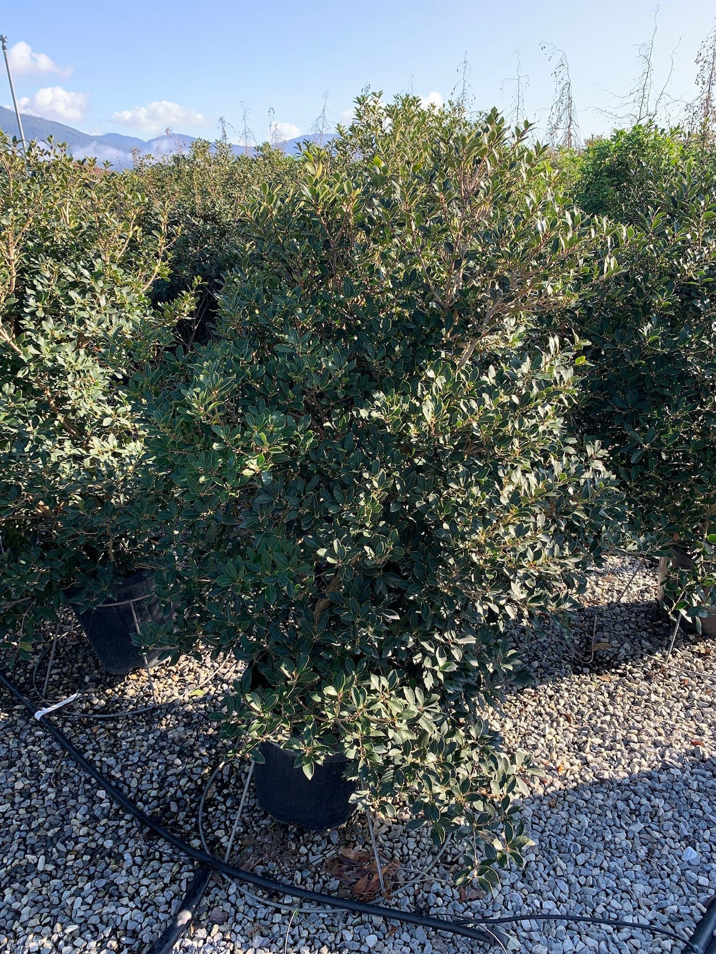 OSTRYA carpinifolia